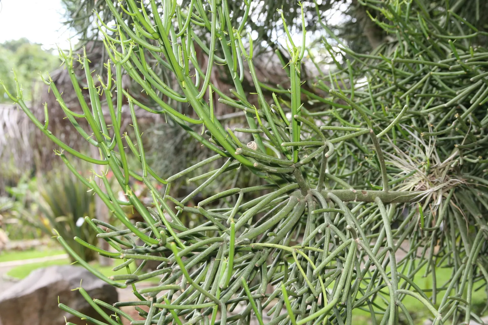 Pencil Tree (Euphorbia Tirucalli) — this succulent is characterized by its smooth; commonly referred to as the Pencil Tree or Milk Bush, image 99