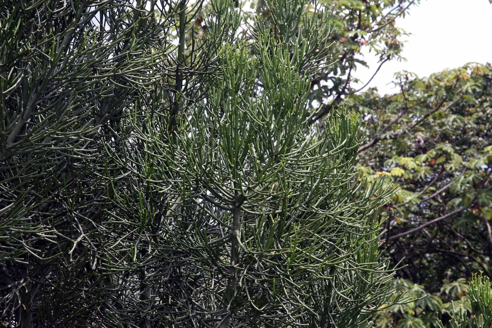 Pencil Tree (Euphorbia Tirucalli) — When handling, caution is advised as its milky sap can be irritating to skin and eyes; architecturally unique, image 40
