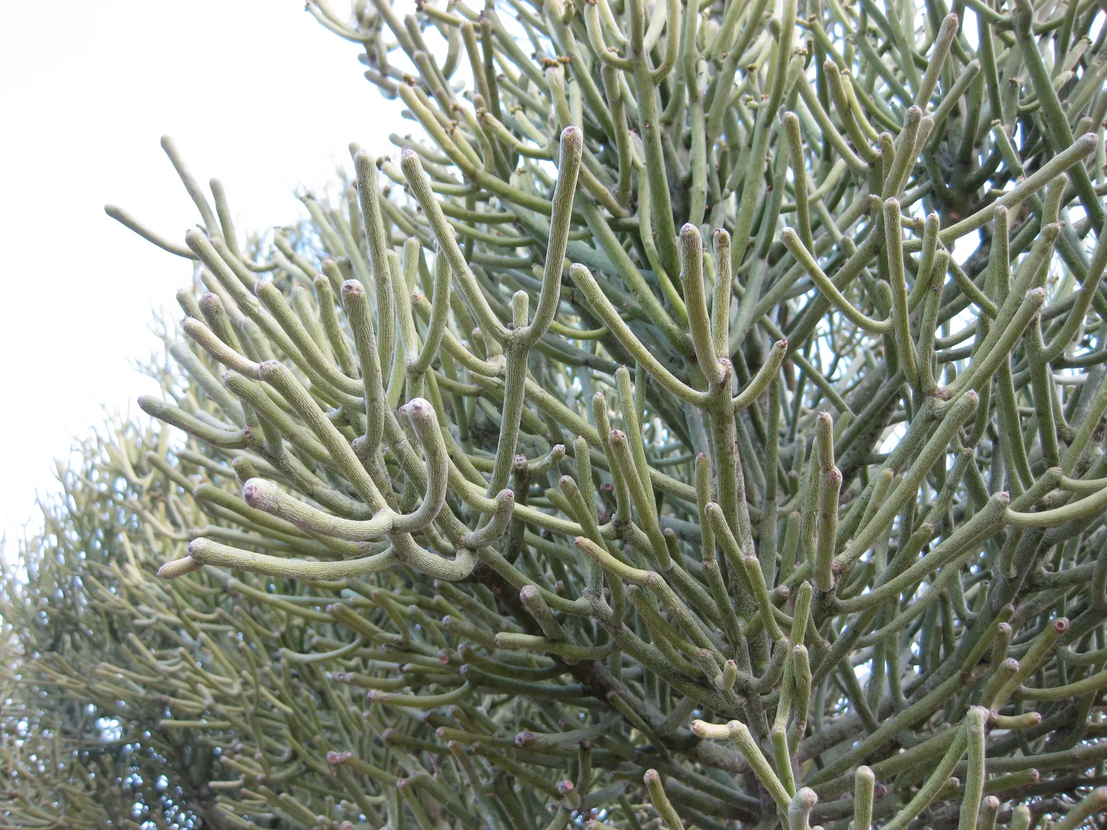 Pencil Tree (Euphorbia Tirucalli) — architecturally unique element in any landscape design; pencil-like branches that grow with a vibrant green hue, image 43