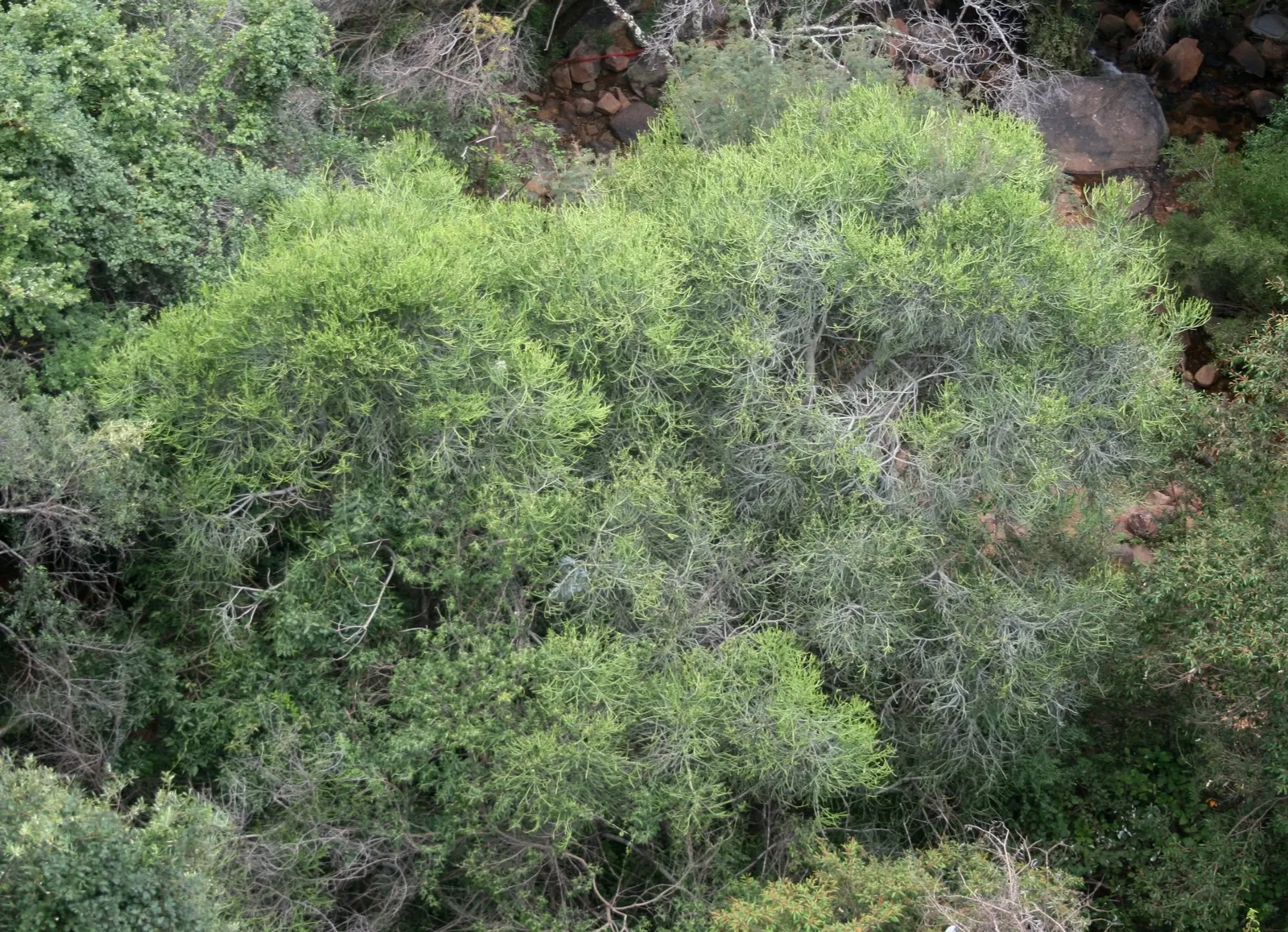 Pencil Tree (Euphorbia Tirucalli) — Adds architectural interest to xeriscapes with minimal maintenance; its tolerance for drought makes it a, image 77
