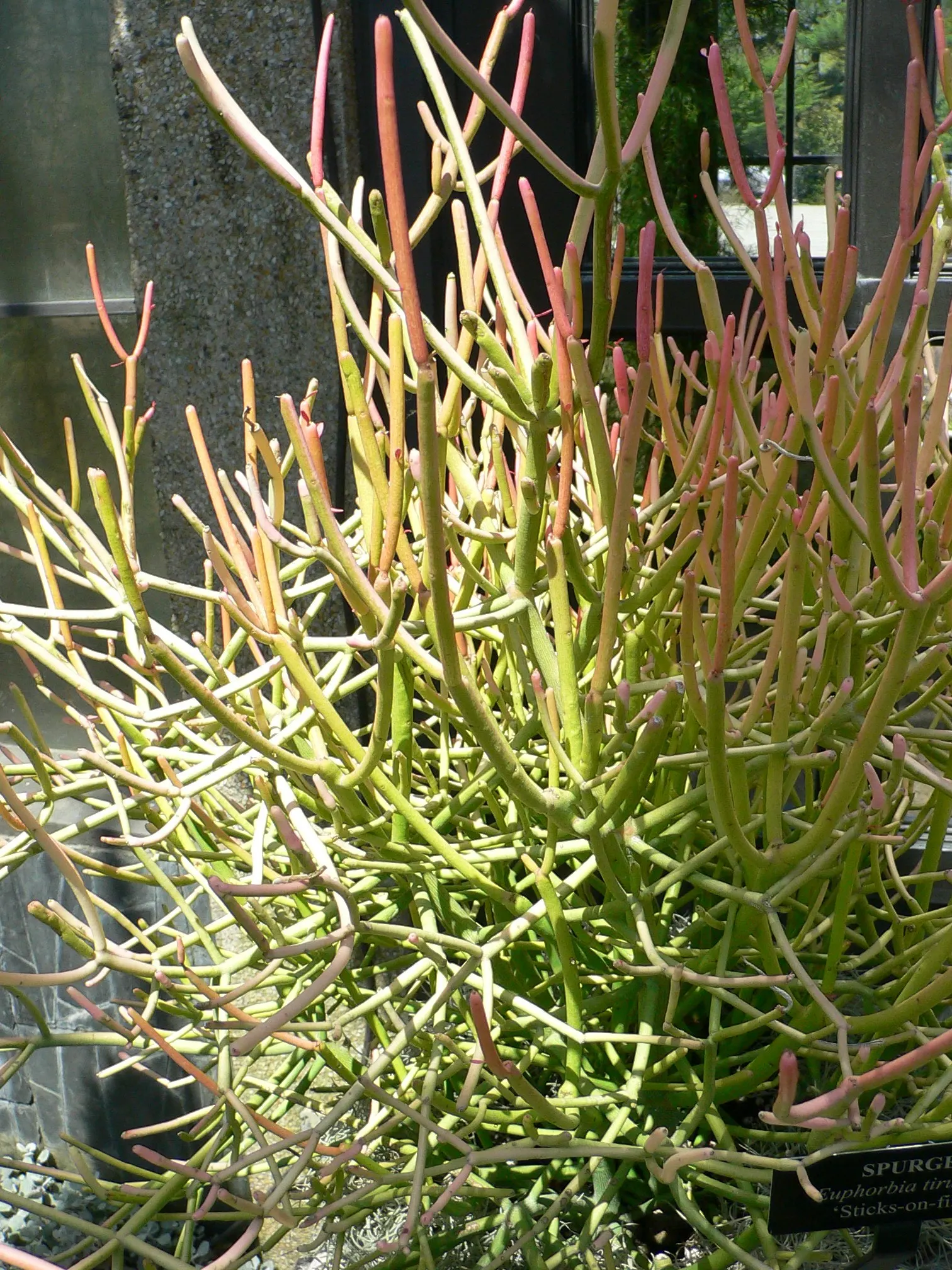 Pencil Tree (Euphorbia Tirucalli) — When handling, caution is advised as its milky sap can be irritating to skin and eyes; architecturally unique, image 94
