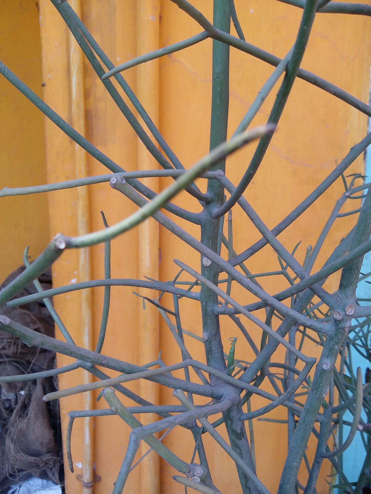 Pencil Tree (Euphorbia Tirucalli) — the Pencil Tree offers an exotic look with minimal upkeep; dry regions as it thrives in USDA Hardiness Zones 9, image 105
