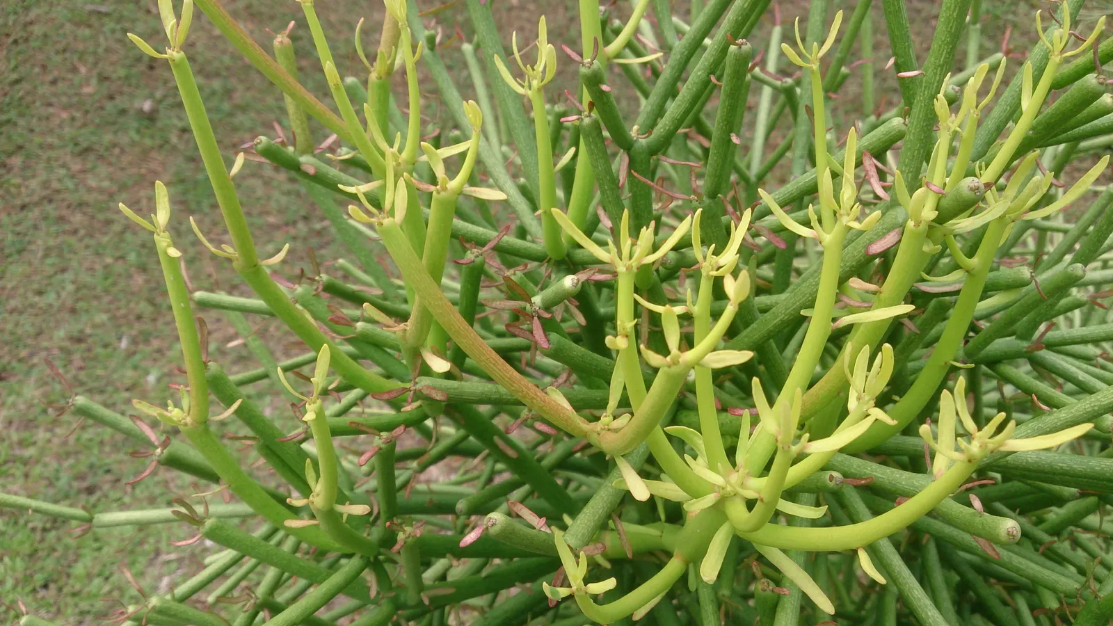 Pencil Tree (Euphorbia Tirucalli) — Its slender, green cylindrical branches resemble pencils, thus its name; it's crucial to recognize the, image 110