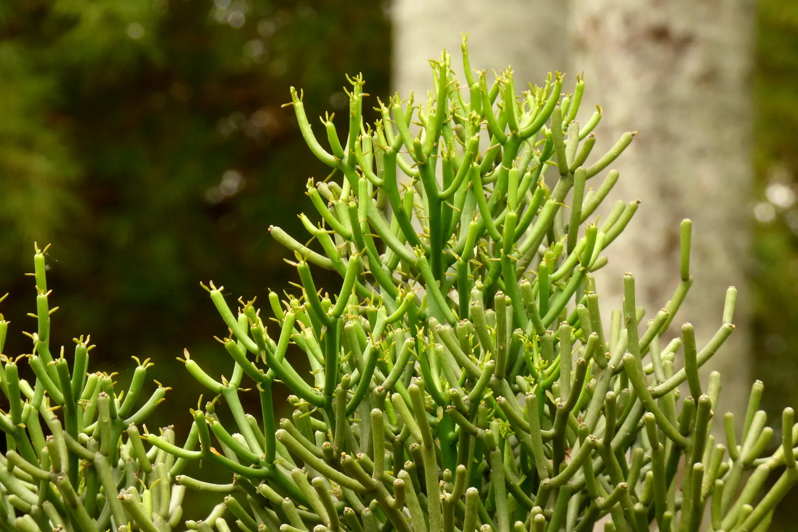 Pencil Tree (Euphorbia Tirucalli) — commonly referred to as the Pencil Tree or Milk Bush; drought-tolerant and sun-loving, this plant thrives in, image 42