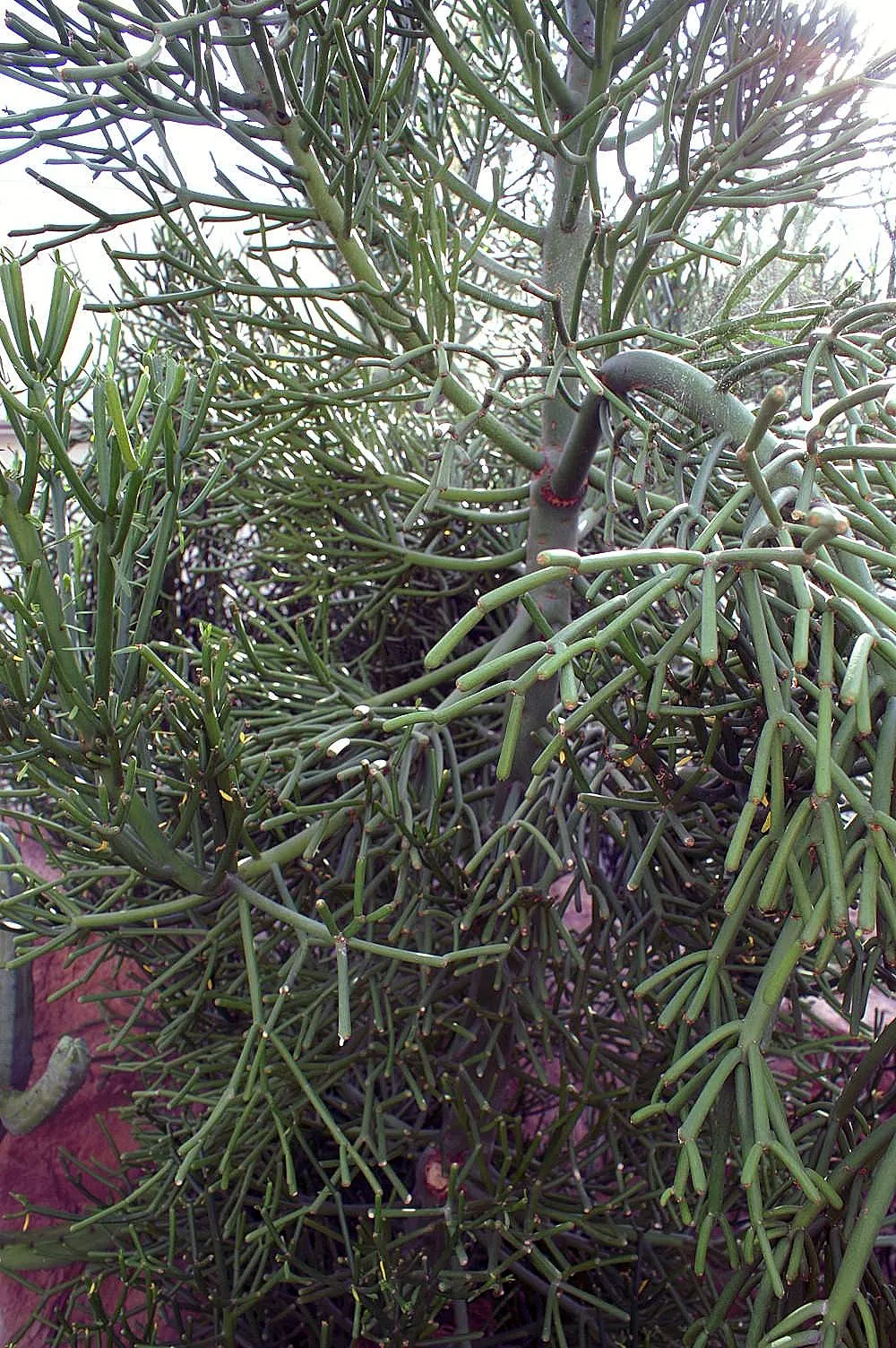 Pencil Tree (Euphorbia Tirucalli) — architecturally unique element in any landscape design; pencil-like branches that grow with a vibrant green hue, image 79