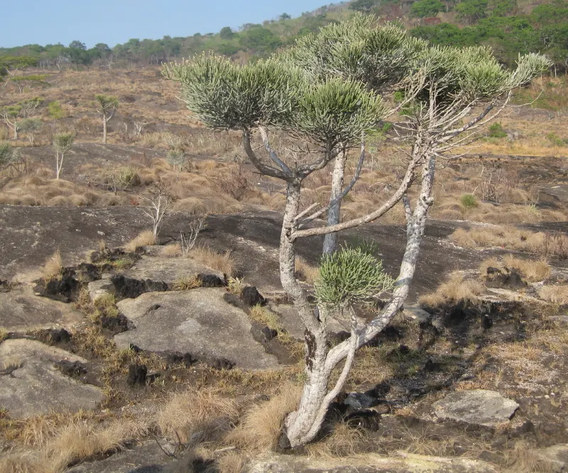 Pencil Tree (Euphorbia Tirucalli) — Its adaptability also allows it to be presented as a potted feature; the Euphorbia tirucalli, commonly known as, image 52