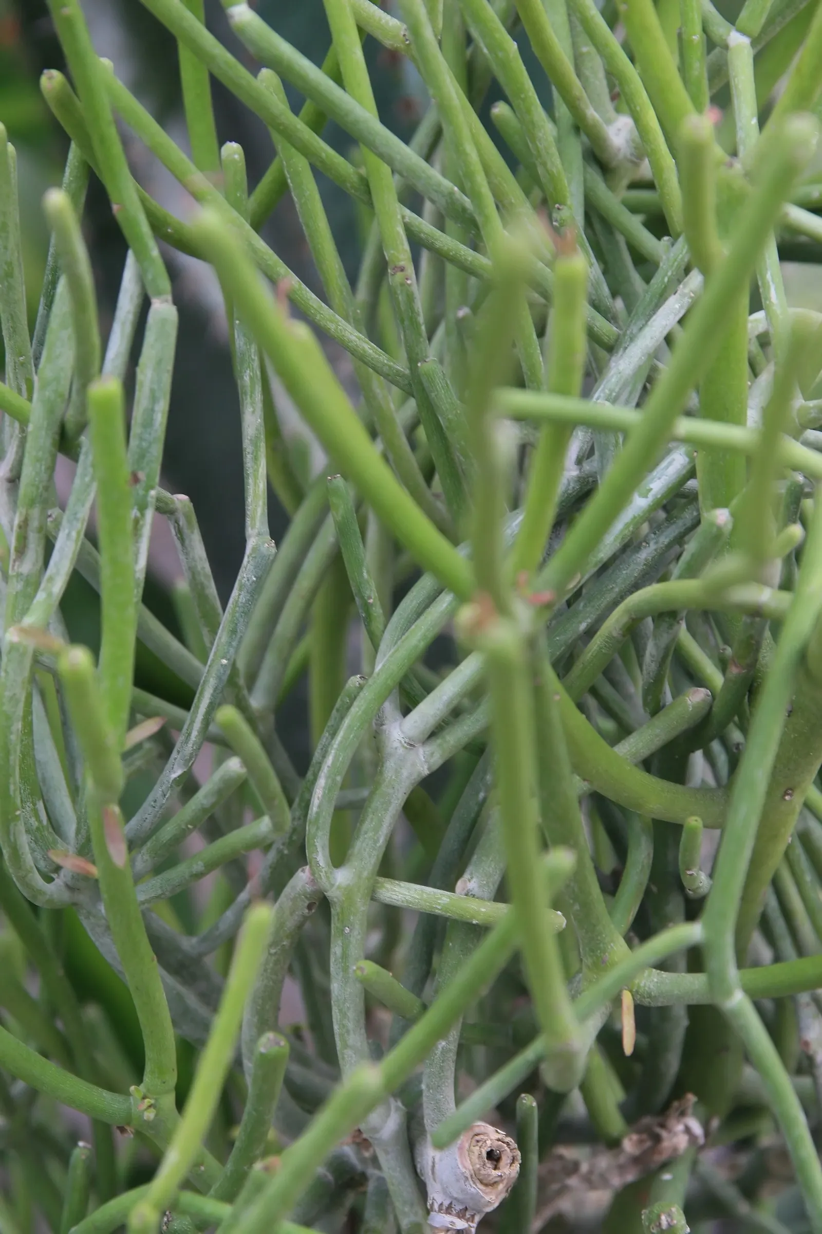Pencil Tree (Euphorbia Tirucalli) — Its adaptability also allows it to be presented as a potted feature