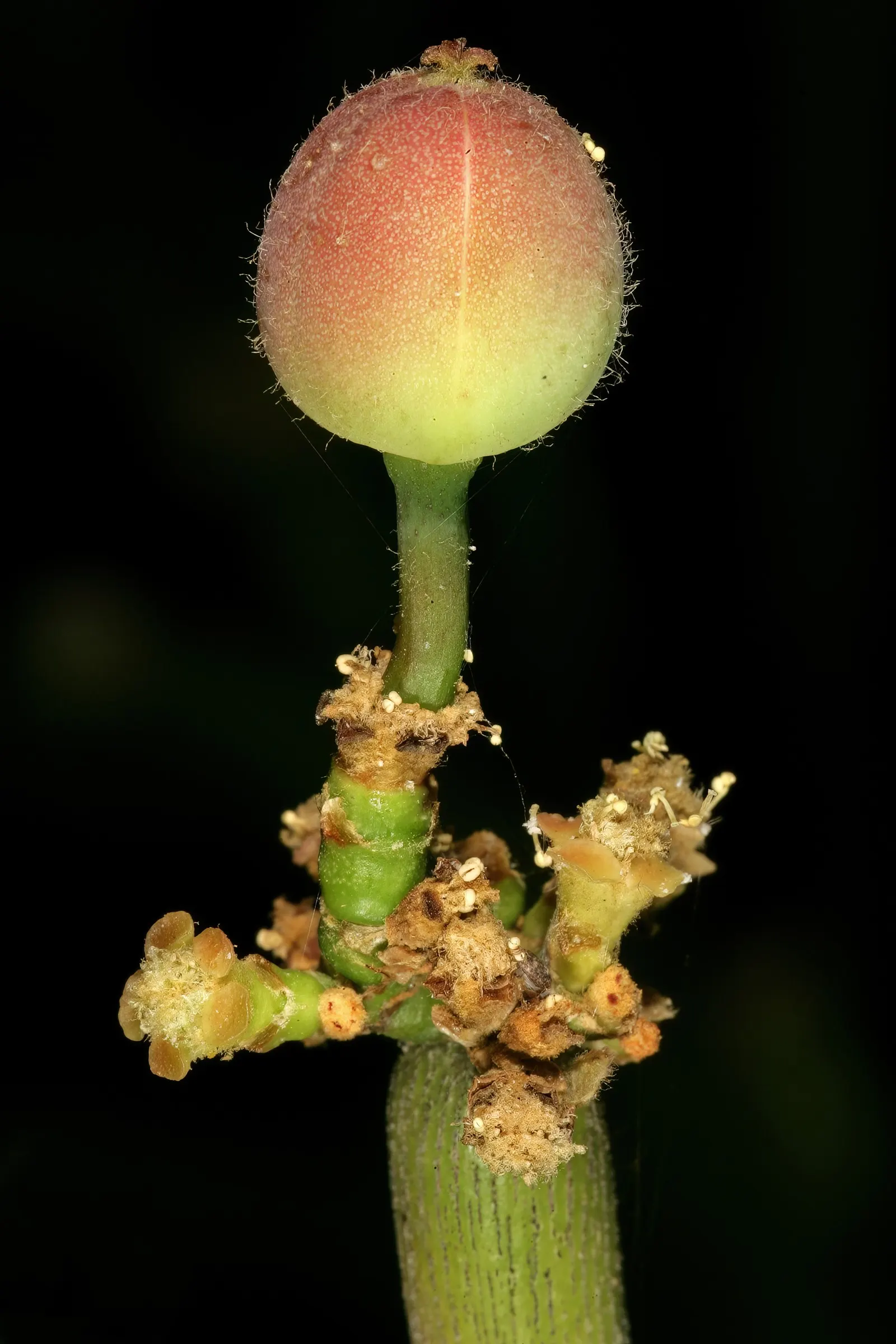 Pencil Tree (Euphorbia Tirucalli) — Drought-tolerant and sun-loving, this plant thrives in USDA zones 10-11; shrub / succulent / tree for full, image 57