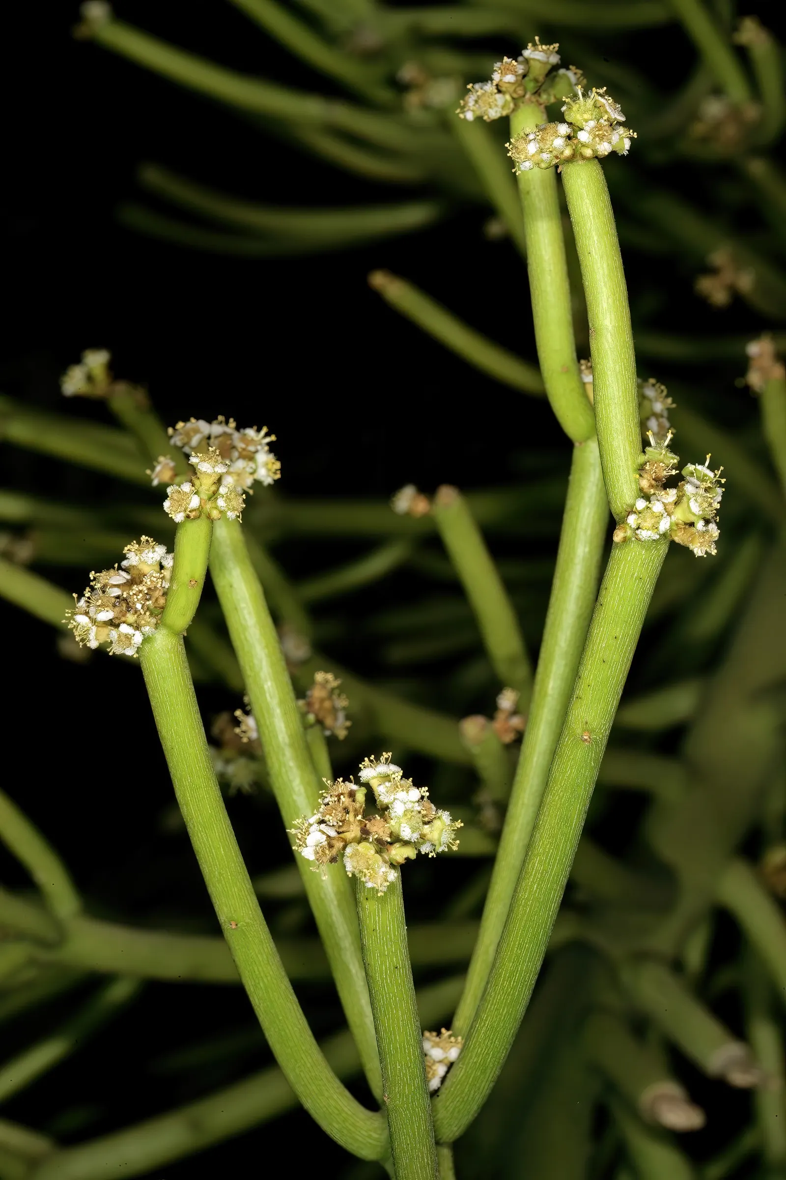 Pencil Tree (Euphorbia Tirucalli) — commonly referred to as the Pencil Tree or Milk Bush; drought-tolerant and sun-loving, this plant thrives in, image 96