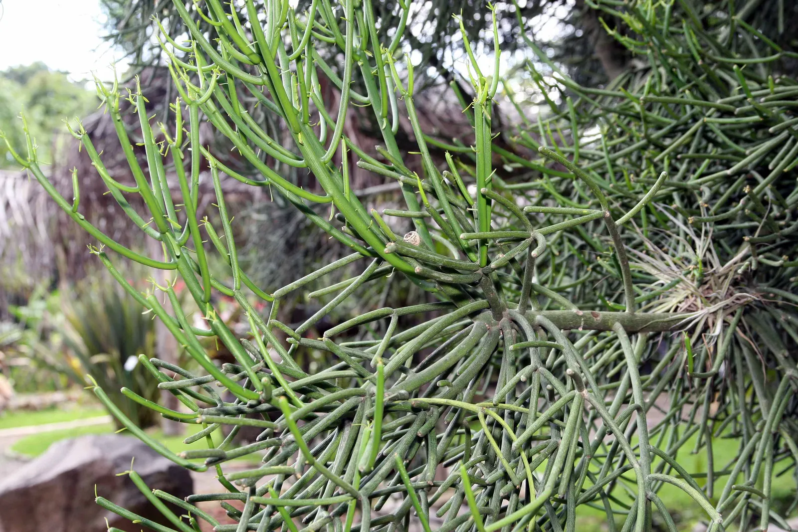 Pencil Tree (Euphorbia Tirucalli) — commonly referred to as the Pencil Tree or Milk Bush; drought-tolerant and sun-loving, this plant thrives in, image 114