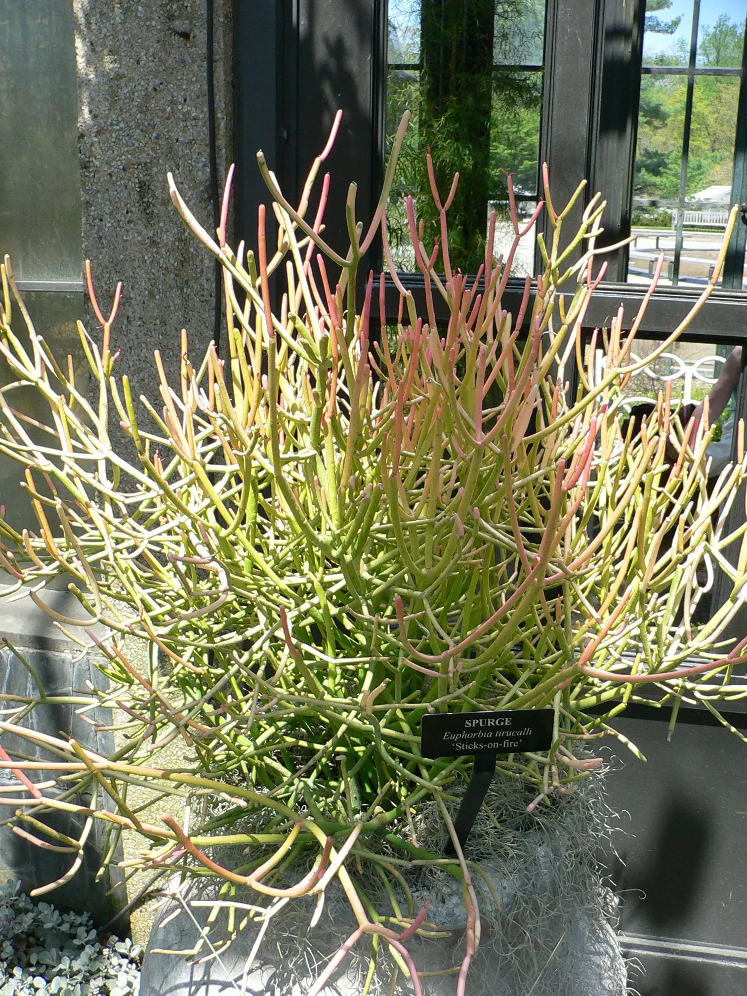 Pencil Tree (Euphorbia Tirucalli) — it's crucial to recognize the suitability of this plant for warm; its slender, green cylindrical branches resemble pencils