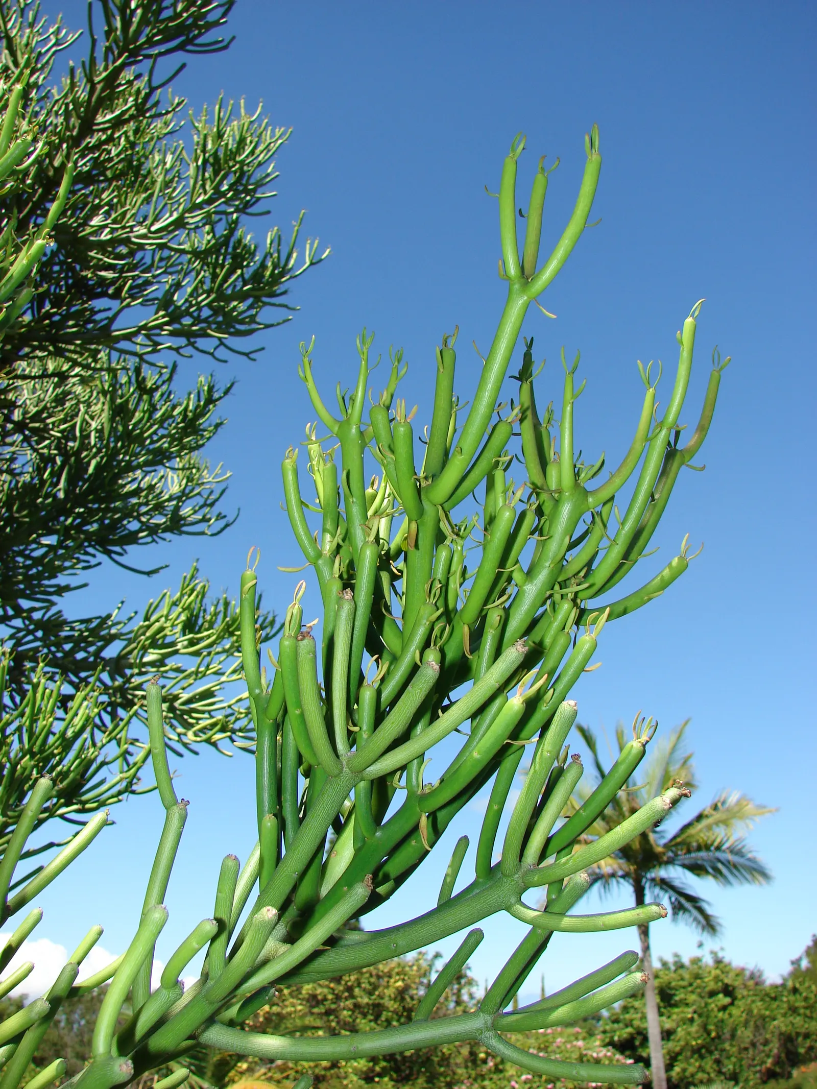 Pencil Tree (Euphorbia Tirucalli) — Native to semi-arid tropical climates; offering flexibility within your design scheme, image 116