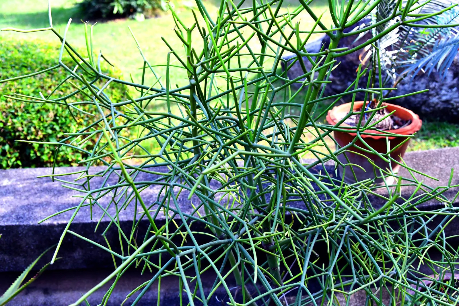 Pencil Tree (Euphorbia Tirucalli) — offering flexibility within your design scheme; native to semi-arid tropical climates, image 71