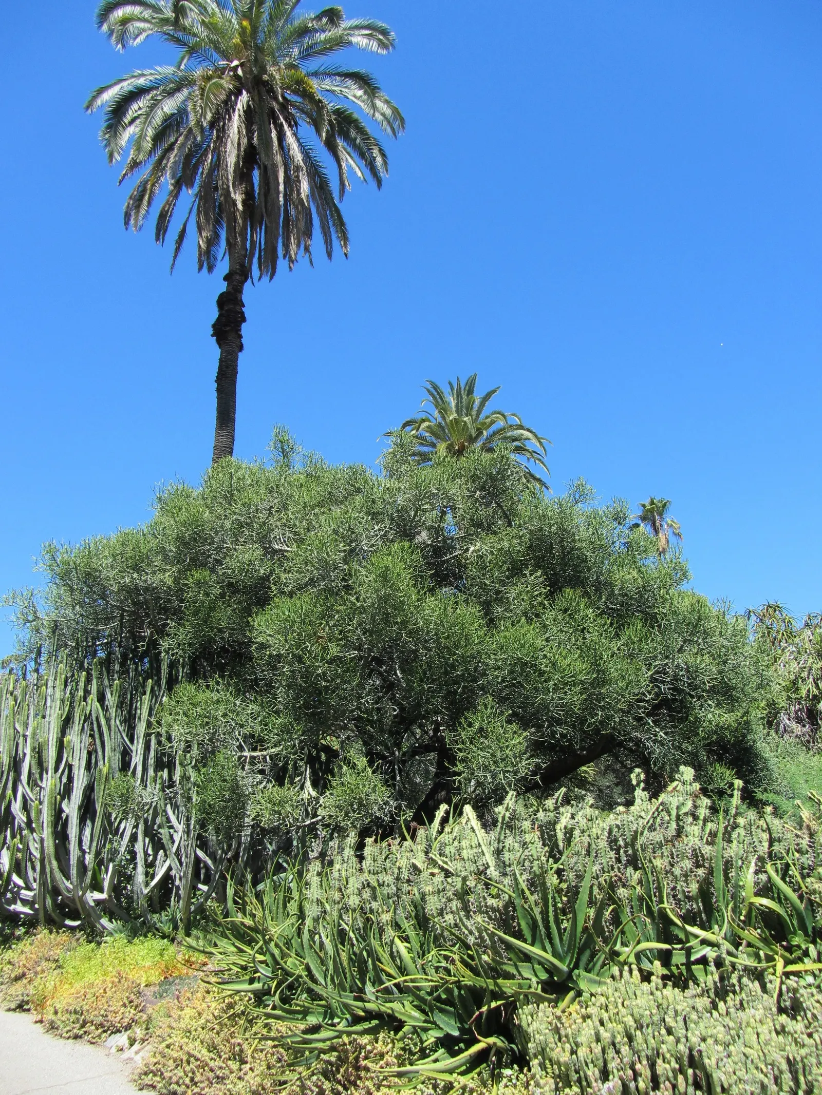 Pencil Tree (Euphorbia Tirucalli) — When handling, caution is advised as its milky sap can be irritating to skin and eyes; architecturally unique, image 76