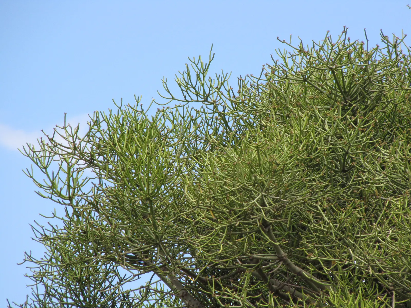 Pencil Tree (Euphorbia Tirucalli) — The Euphorbia tirucalli, commonly known as Pencil Tree, is a striking succulent reaching up to 6-30 feet tall, image 109