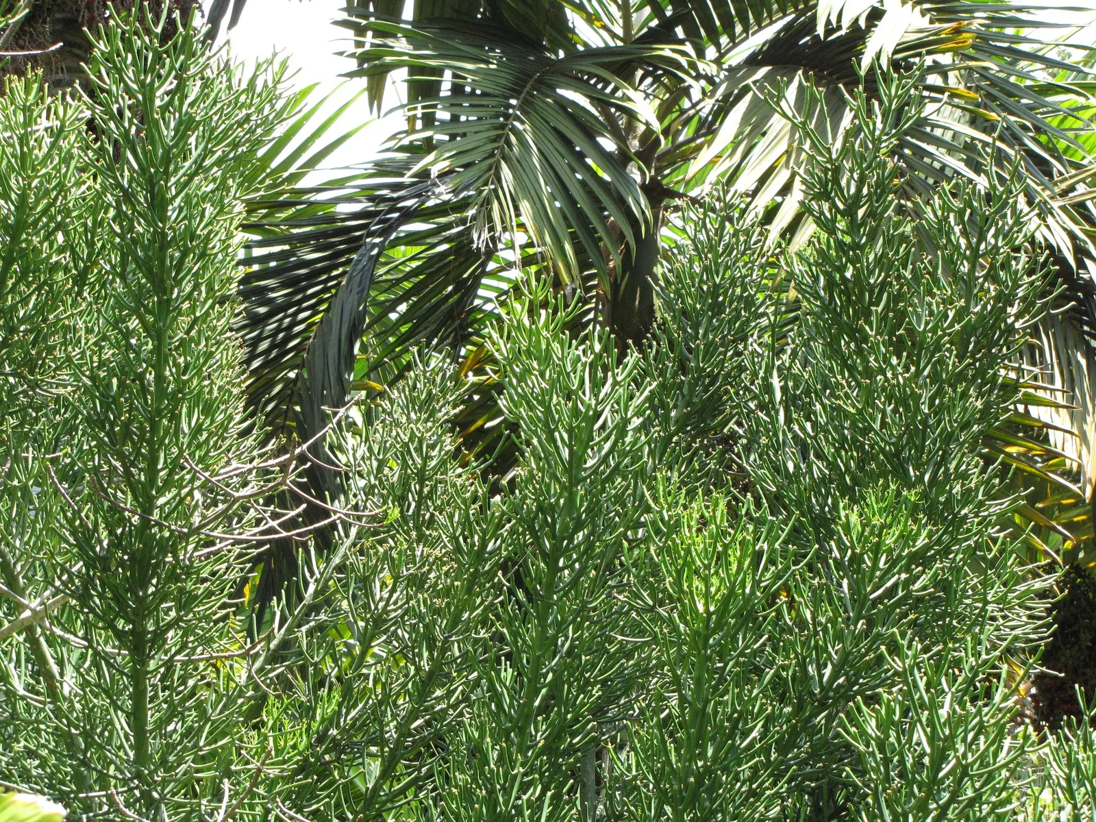 Pencil Tree (Euphorbia Tirucalli) — pencil-like branches that grow with a vibrant green hue