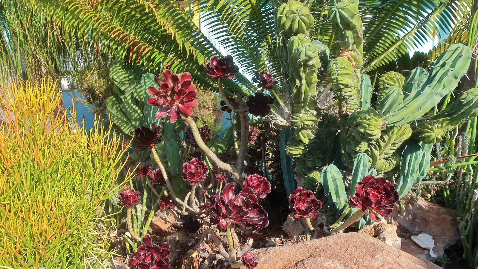 Pencil Tree (Euphorbia Tirucalli) — When handling, caution is advised as its milky sap can be irritating to skin and eyes; architecturally unique, image 58