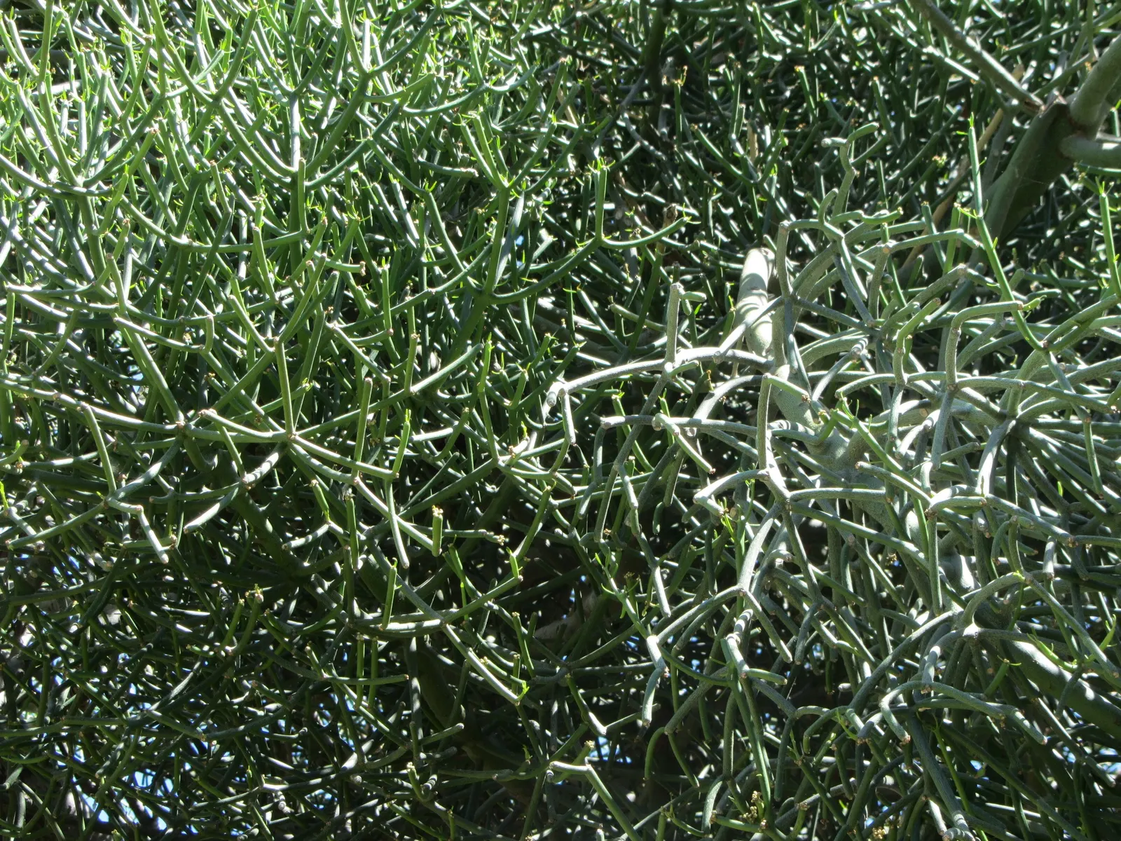 Pencil Tree (Euphorbia Tirucalli) — Native to semi-arid tropical climates; offering flexibility within your design scheme, image 44