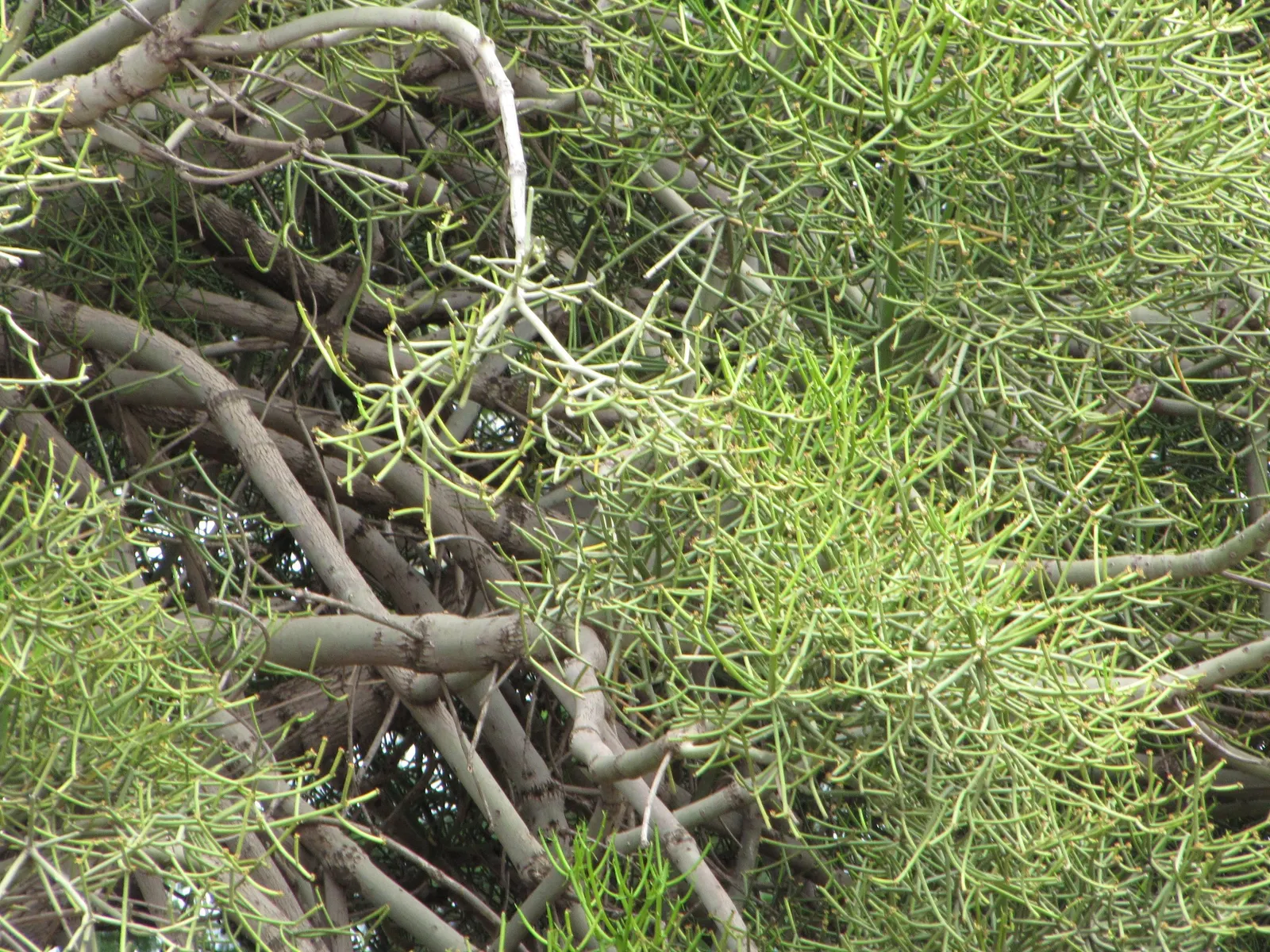 Pencil Tree (Euphorbia Tirucalli) — Its tolerance for drought makes it a sustainable choice; adds architectural interest to xeriscapes with minimal, image 104