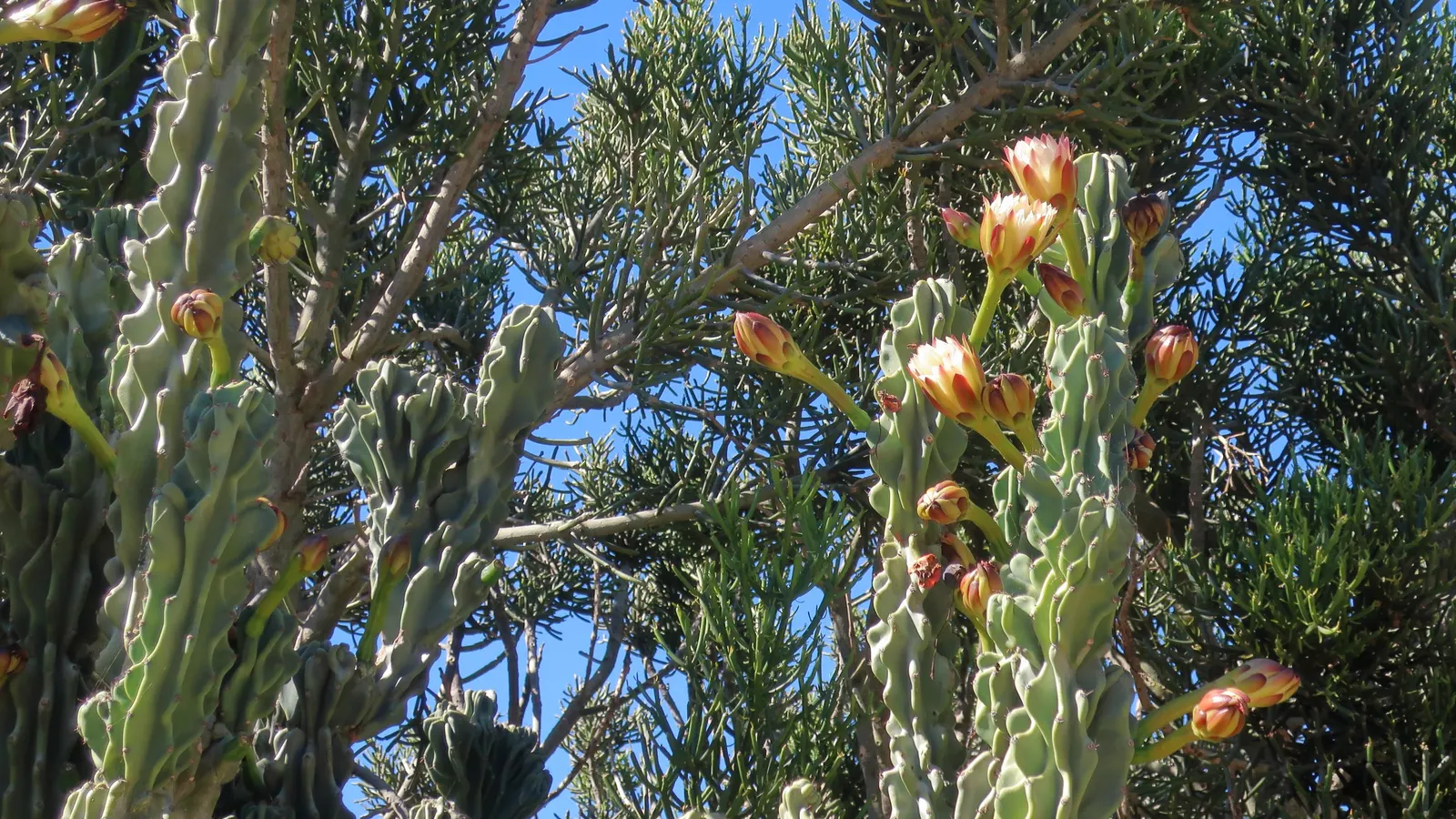 Pencil Tree (Euphorbia Tirucalli) — The Pencil Tree prefers a full sun exposure, which enhances the photosynthetic process in its slender stalks, image 67