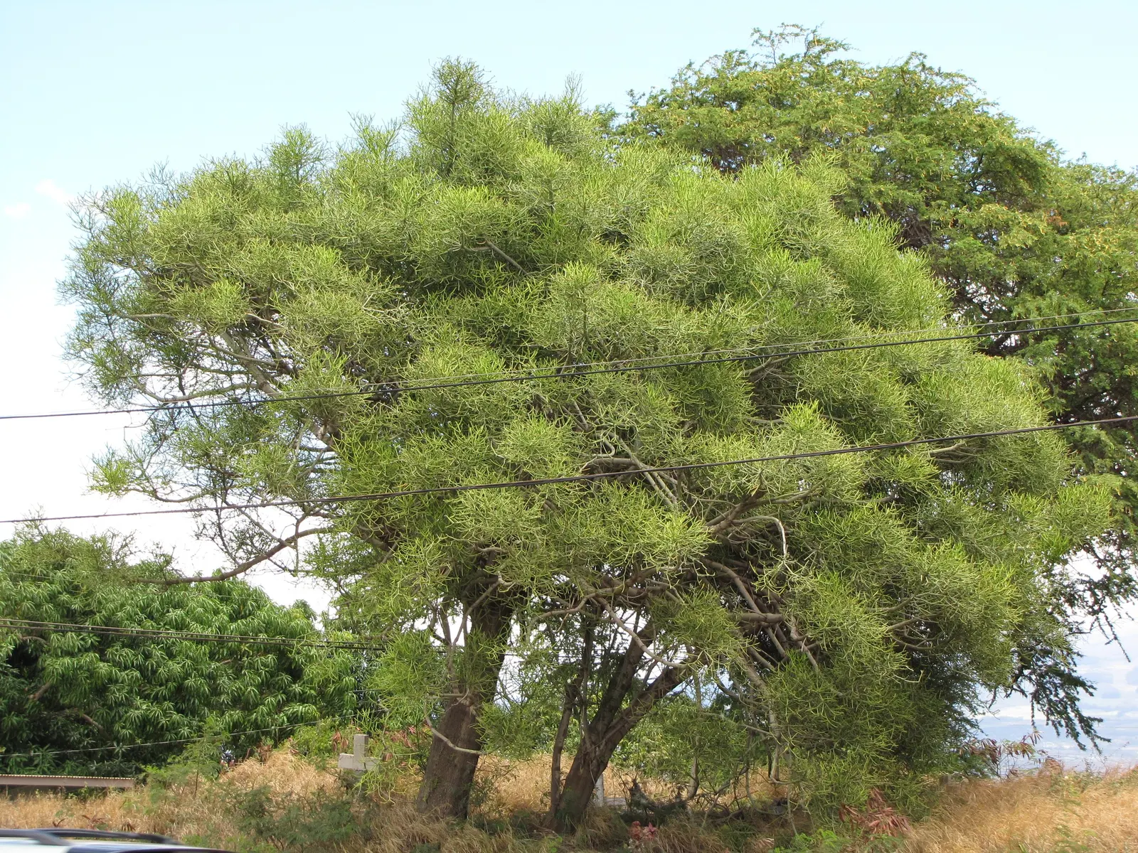 Pencil Tree (Euphorbia Tirucalli) — Drought-tolerant and sun-loving, this plant thrives in USDA zones 10-11; shrub / succulent / tree for full, image 39
