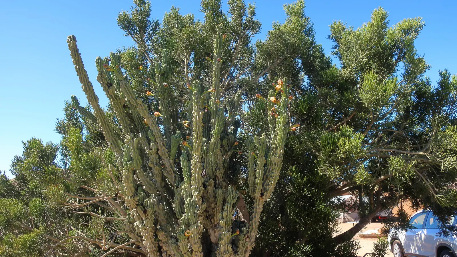 Pencil Tree (Euphorbia Tirucalli) — The Euphorbia tirucalli, commonly known as Pencil Tree, is a striking succulent reaching up to 6-30 feet tall, image 55