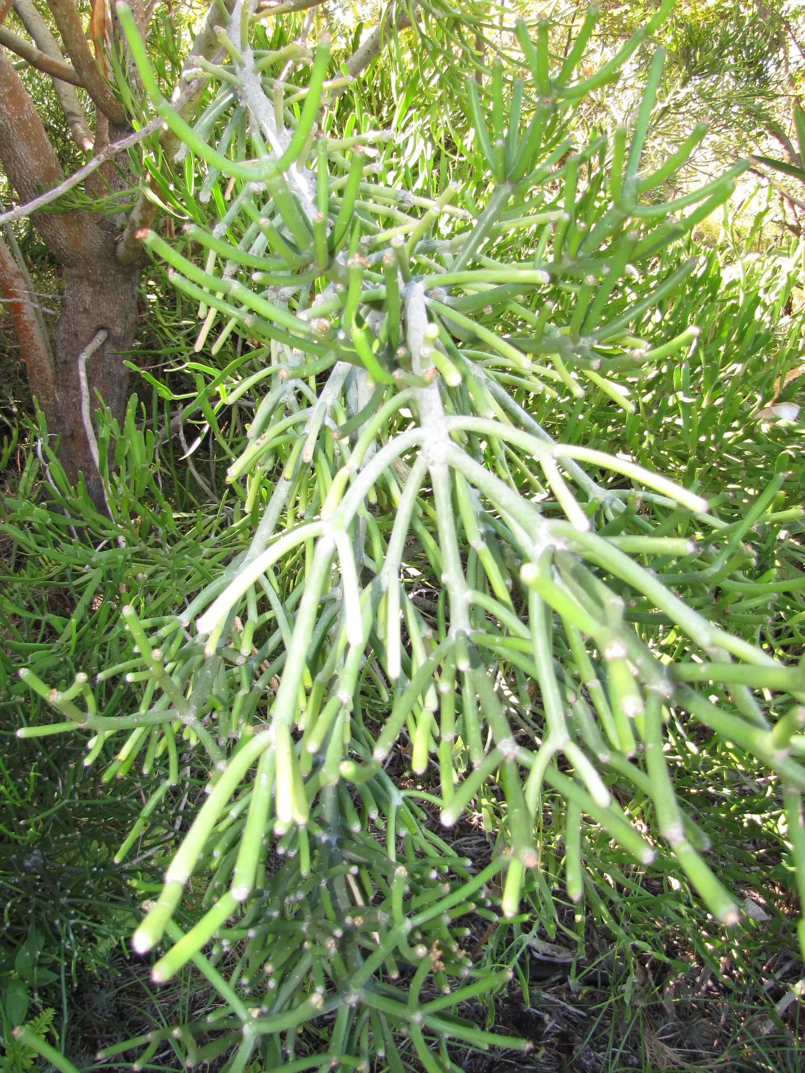 Pencil Tree (Euphorbia Tirucalli) — offering flexibility within your design scheme; native to semi-arid tropical climates, image 89