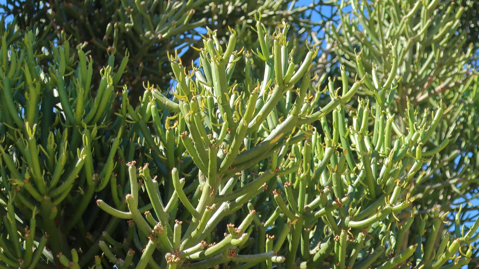 Pencil Tree (Euphorbia Tirucalli) — Drought-tolerant and sun-loving, this plant thrives in USDA zones 10-11