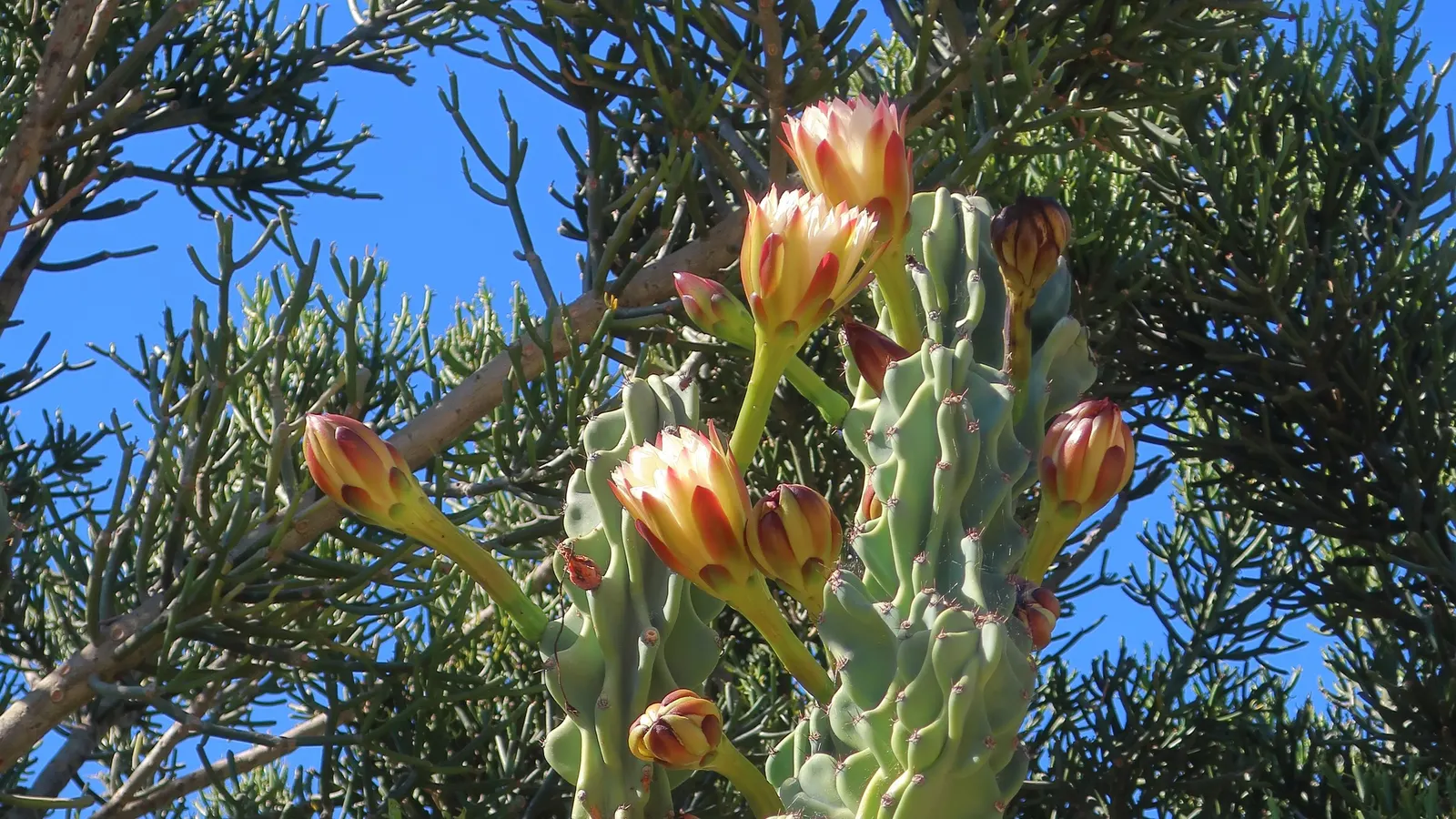 Pencil Tree (Euphorbia Tirucalli) — pencil-like branches that grow with a vibrant green hue; the Pencil Tree prefers a full sun exposure, which, image 64