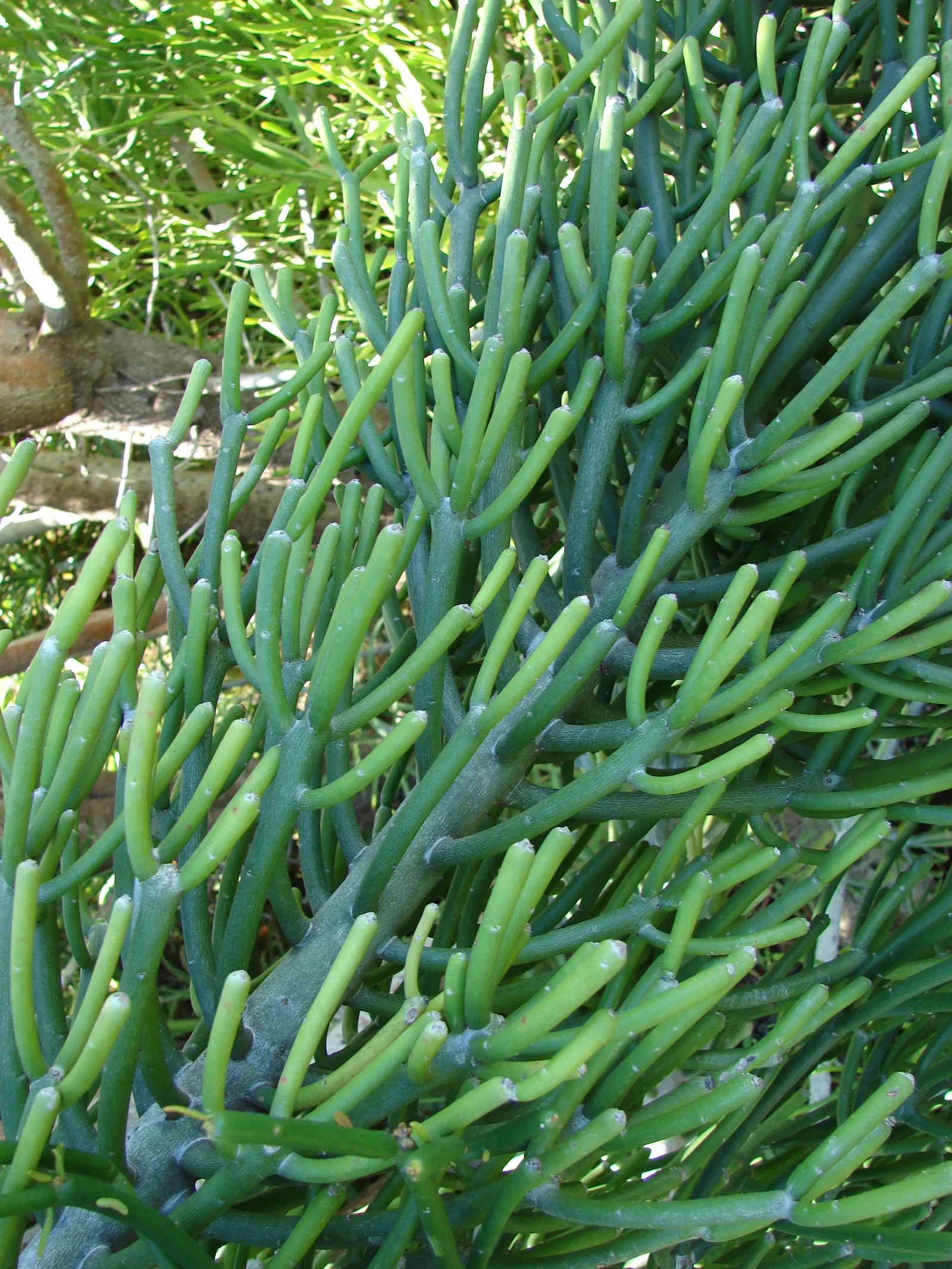 Pencil Tree (Euphorbia Tirucalli) — The Euphorbia tirucalli, commonly known as Pencil Tree, is a striking succulent reaching up to 6-30 feet tall; when