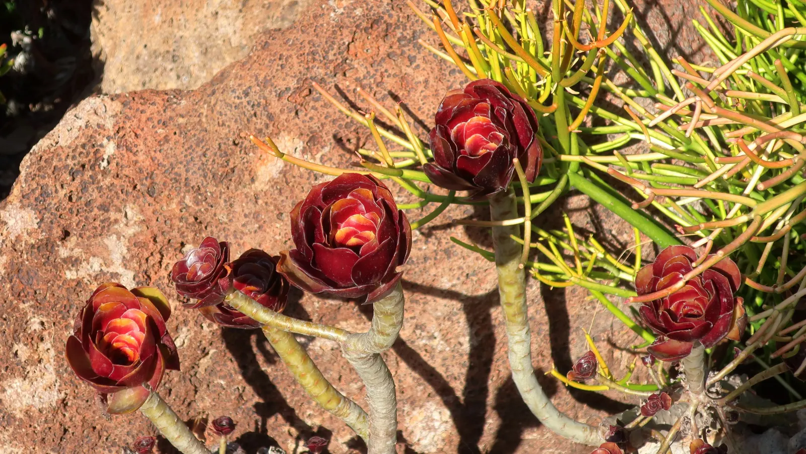 Pencil Tree (Euphorbia Tirucalli) — When handling, caution is advised as its milky sap can be irritating to skin and eyes