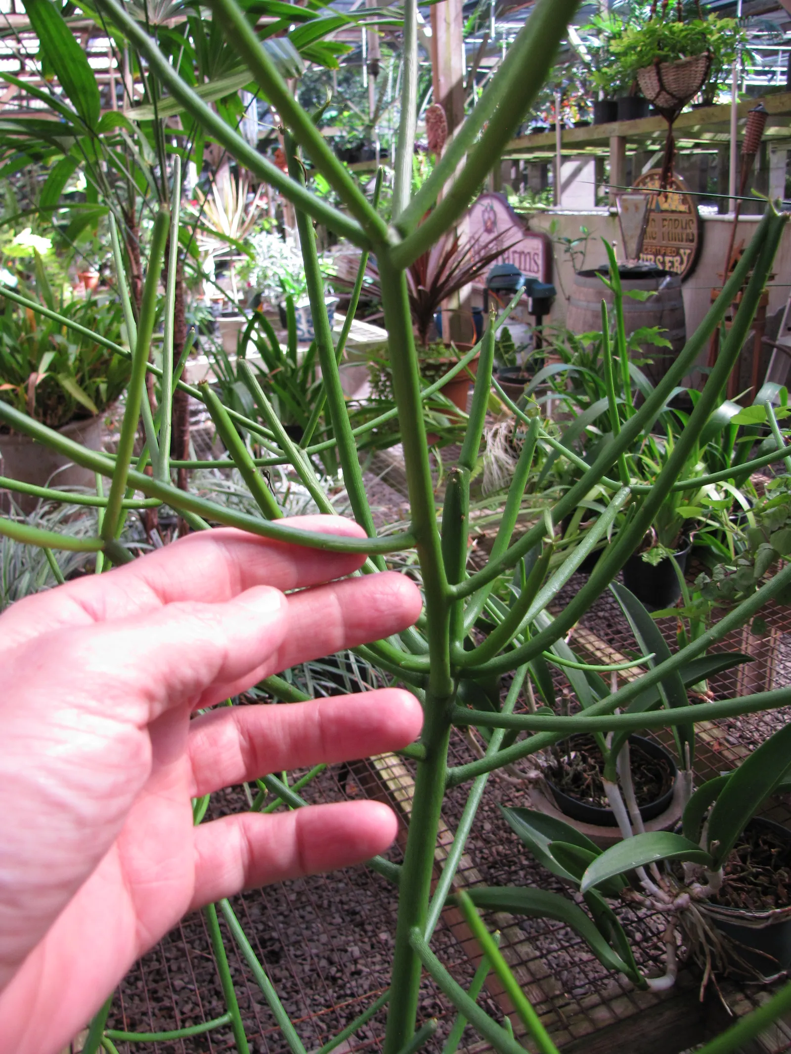 Pencil Tree (Euphorbia Tirucalli) — architecturally unique element in any landscape design; pencil-like branches that grow with a vibrant green hue, image 97