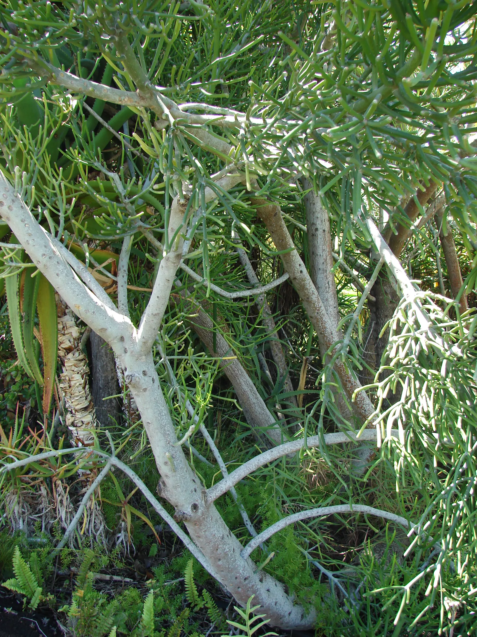 Pencil Tree (Euphorbia Tirucalli) — Drought-tolerant and sun-loving, this plant thrives in USDA zones 10-11; shrub / succulent / tree for full