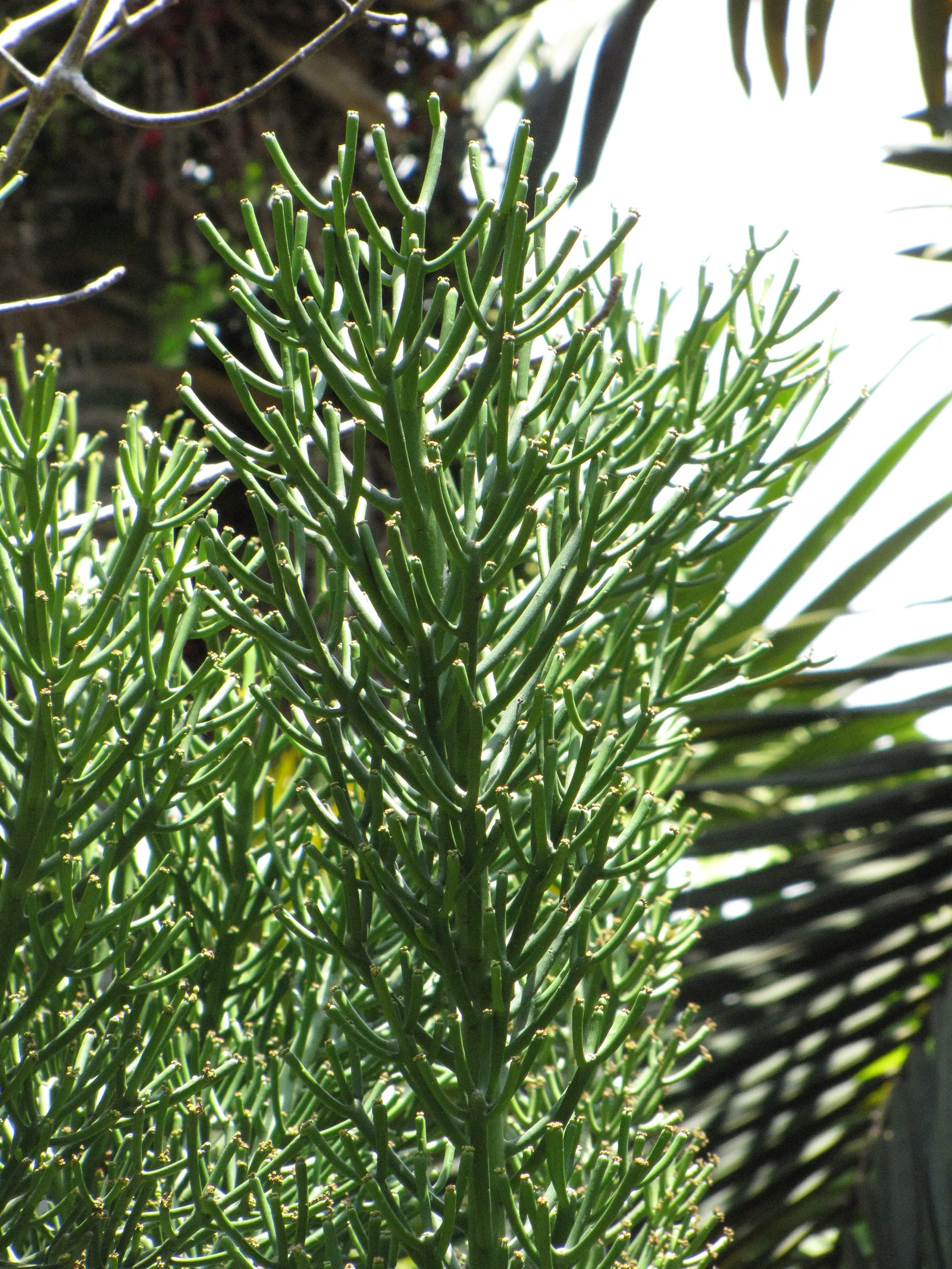 Pencil Tree (Euphorbia Tirucalli) — it's crucial to recognize the suitability of this plant for warm; its slender, green cylindrical branches, image 101
