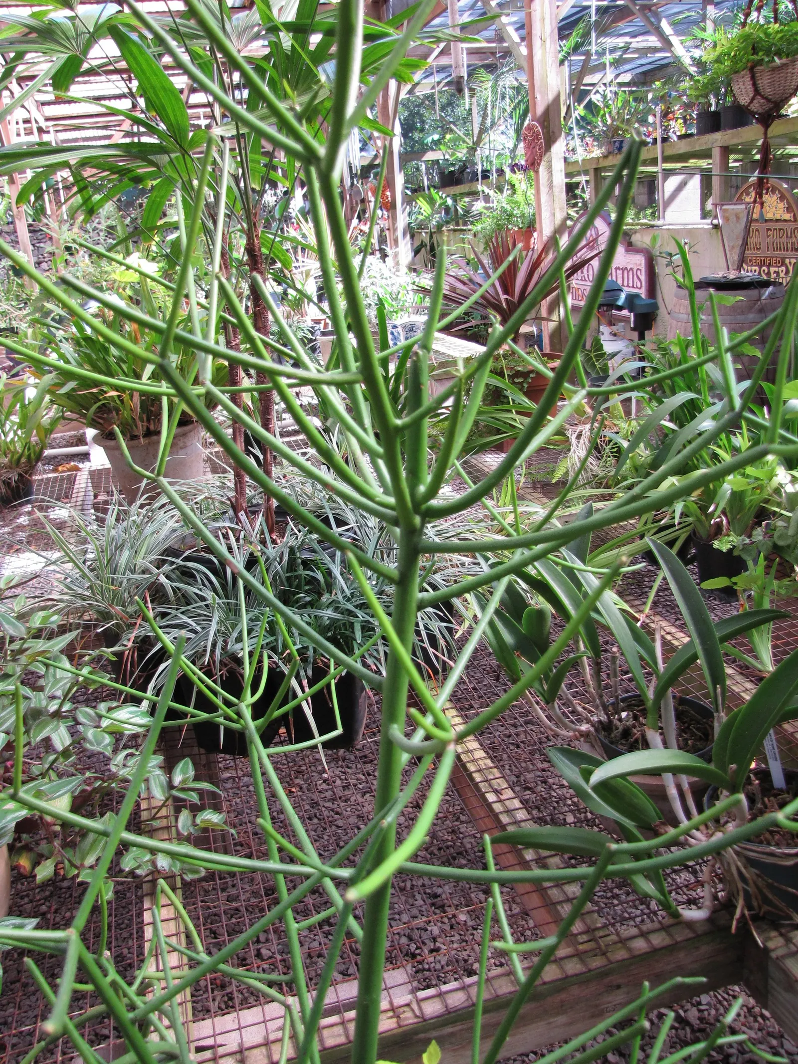 Pencil Tree (Euphorbia Tirucalli) — the Pencil Tree offers an exotic look with minimal upkeep; dry regions as it thrives in USDA Hardiness Zones 9, image 87