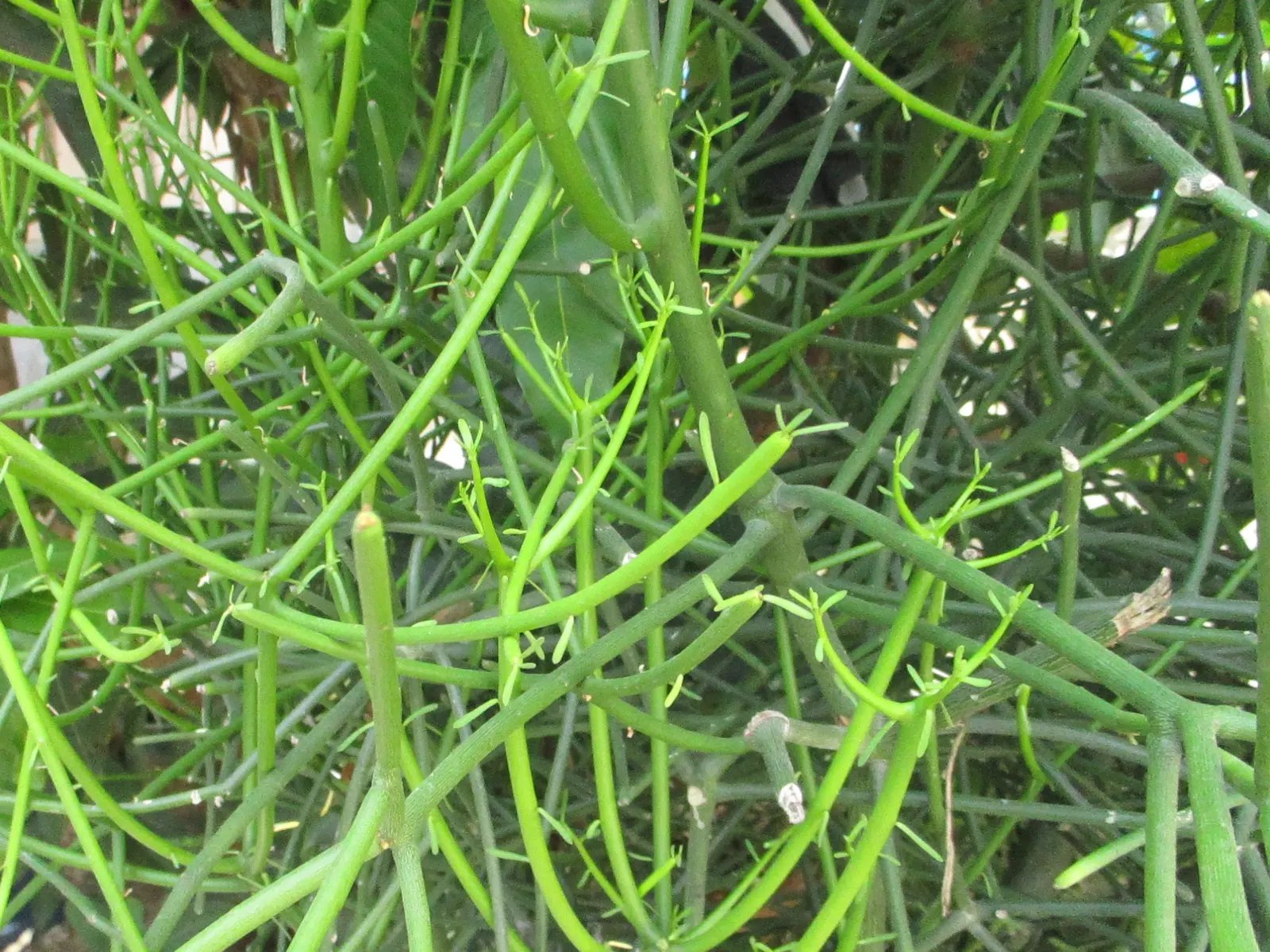 Pencil Tree (Euphorbia Tirucalli) — shrub / succulent / tree for full; the Pencil Tree offers an exotic look with minimal upkeep