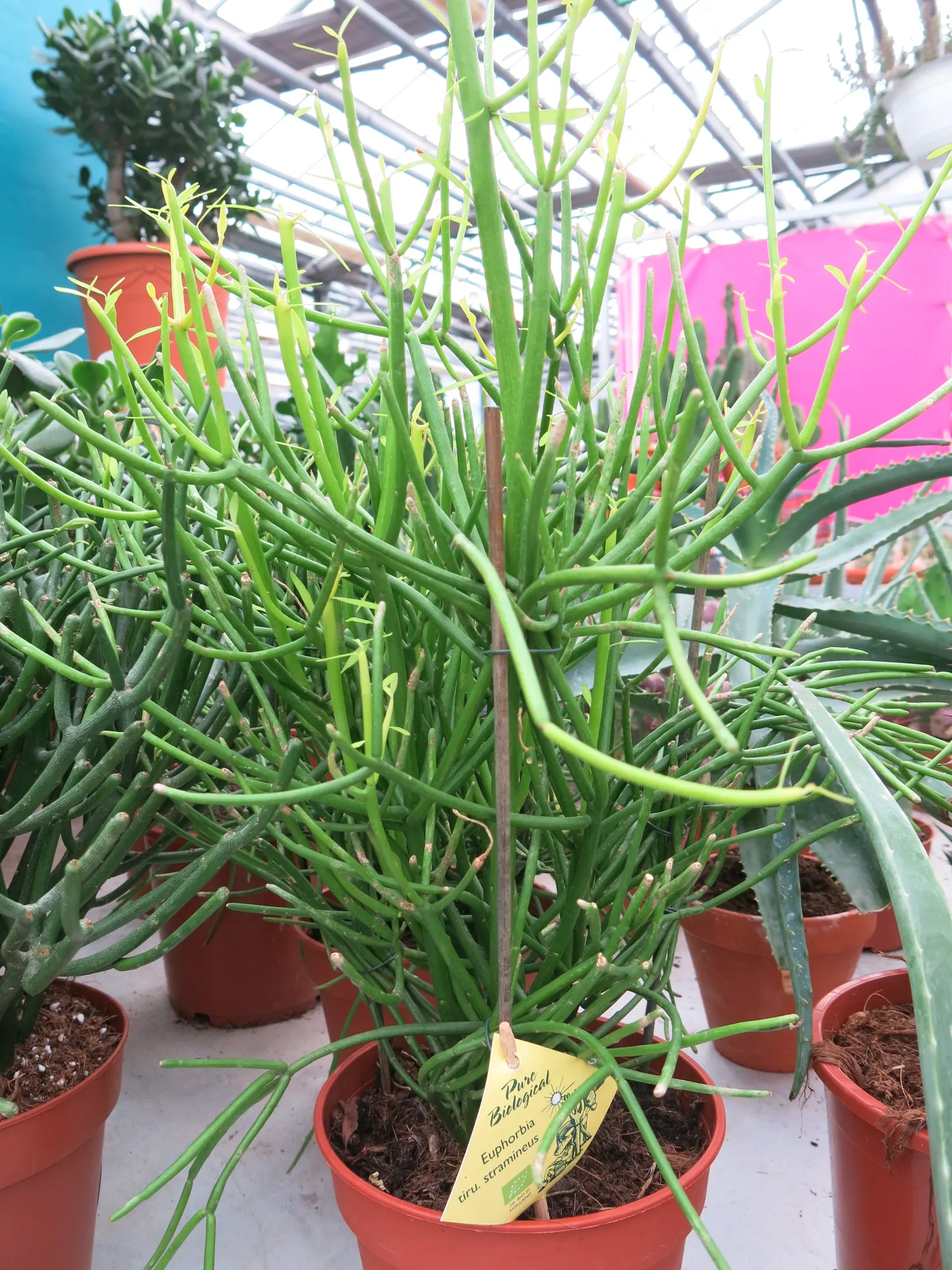 Pencil Tree (Euphorbia Tirucalli) — The Pencil Tree prefers a full sun exposure, which enhances the photosynthetic process in its slender stalks, image 85