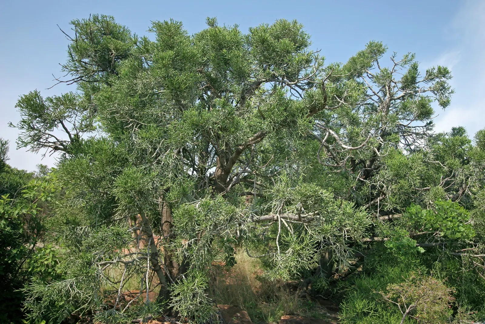 Pencil Tree (Euphorbia Tirucalli) — Adds architectural interest to xeriscapes with minimal maintenance; its tolerance for drought makes it a, image 59
