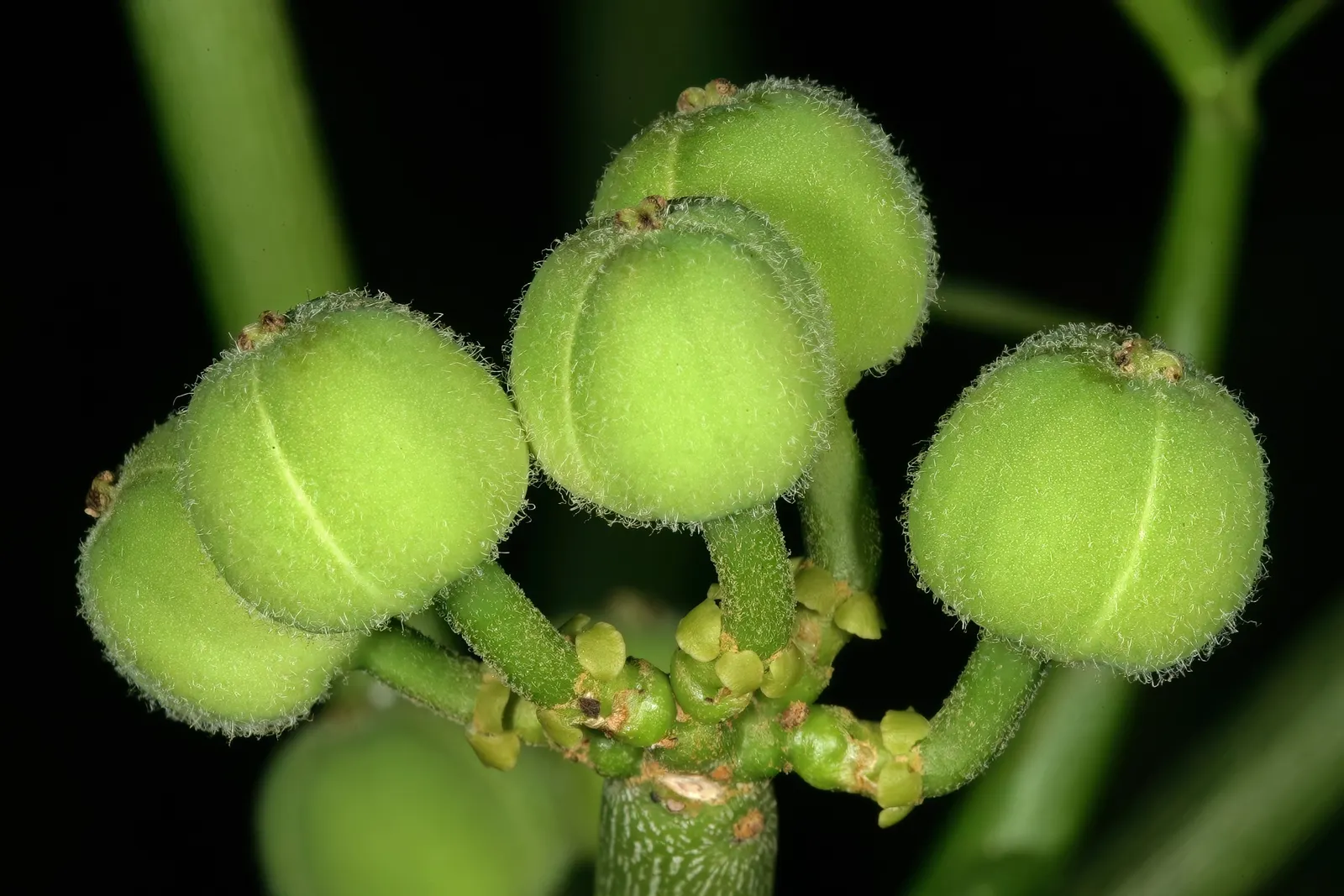 Pencil Tree (Euphorbia Tirucalli) — commonly referred to as the Pencil Tree or Milk Bush; drought-tolerant and sun-loving, this plant thrives in USDA zones