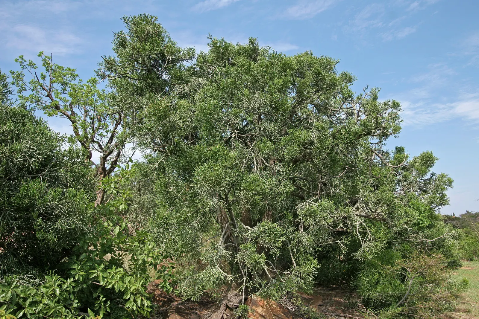Pencil Tree (Euphorbia Tirucalli) — it's crucial to recognize the suitability of this plant for warm; its slender, green cylindrical branches, image 65