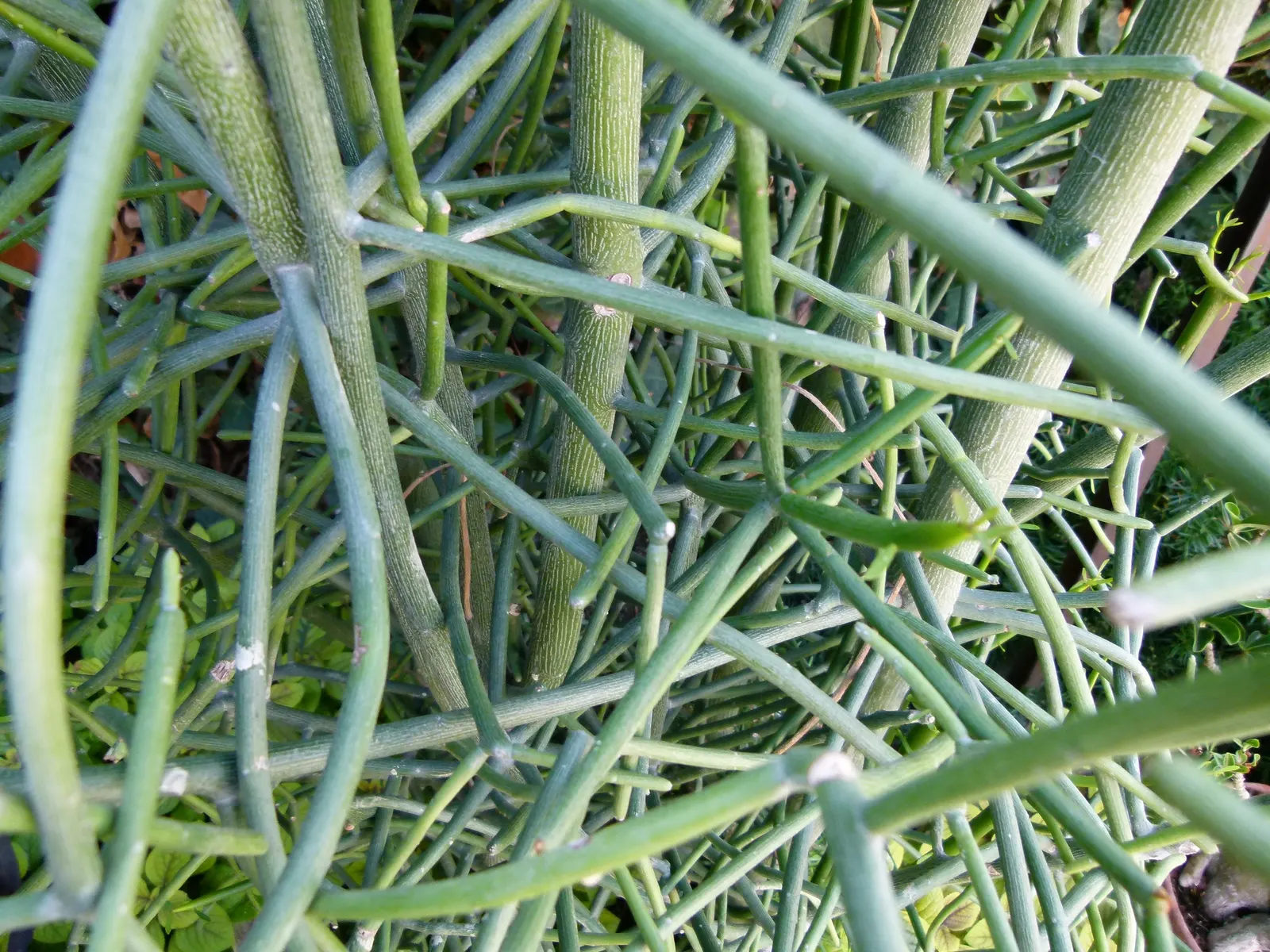 Pencil Tree (Euphorbia Tirucalli) — shrub / succulent / tree for full; the Pencil Tree offers an exotic look with minimal upkeep, image 54