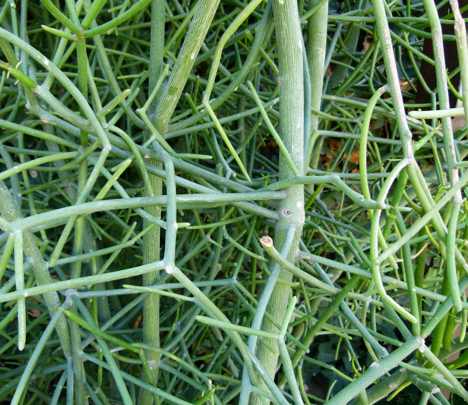 Pencil Tree (Euphorbia Tirucalli) — architecturally unique element in any landscape design; pencil-like branches that grow with a vibrant green hue, image 61