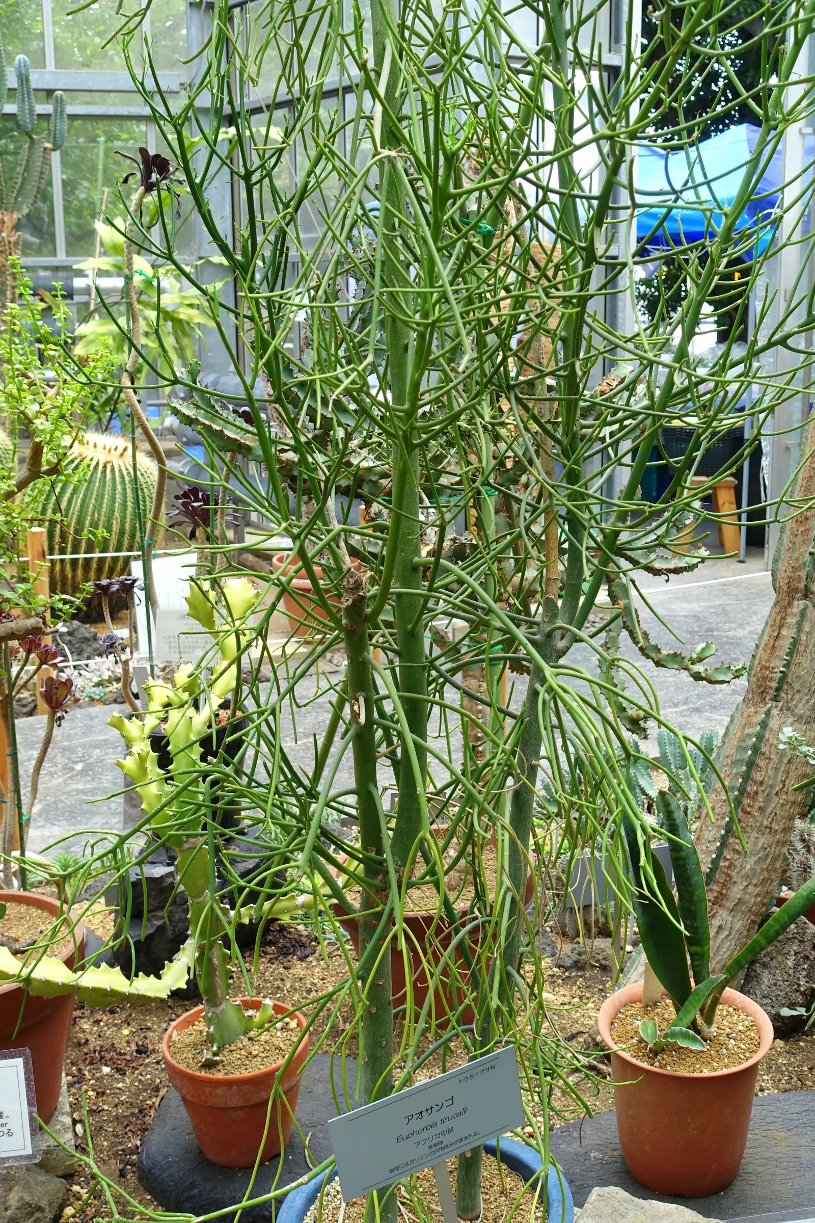 Pencil Tree (Euphorbia Tirucalli) — pencil-like branches that grow with a vibrant green hue; the Pencil Tree prefers a full sun exposure, which, image 46