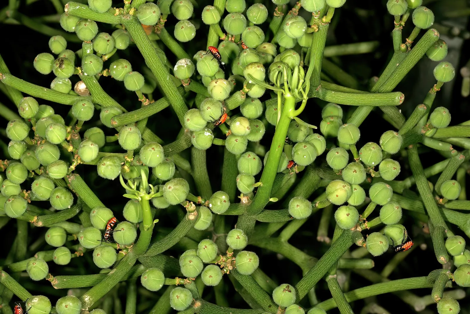 Pencil Tree (Euphorbia Tirucalli) — architecturally unique element in any landscape design; pencil-like branches that grow with a vibrant green hue, image 115