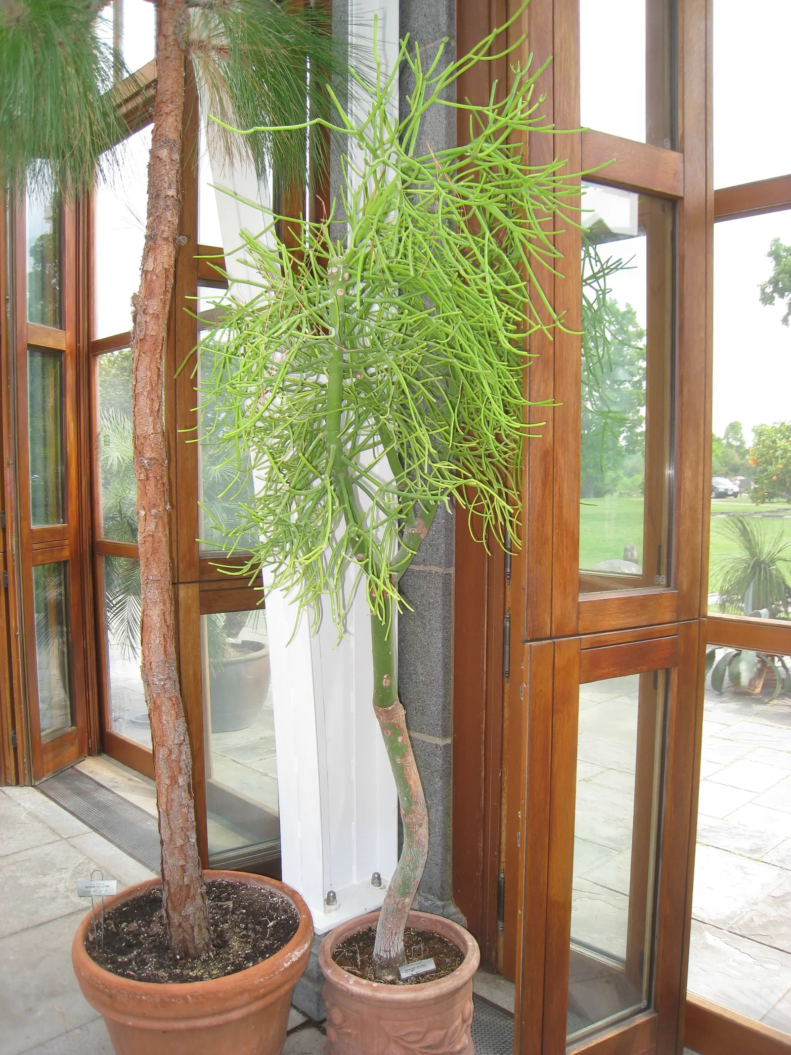 Pencil Tree (Euphorbia Tirucalli) — Its tolerance for drought makes it a sustainable choice; adds architectural interest to xeriscapes with minimal maintenance