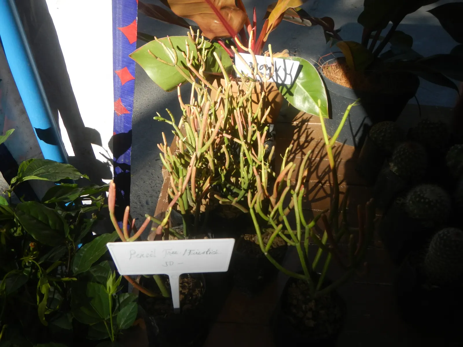 Pencil Tree (Euphorbia Tirucalli) — Its adaptability also allows it to be presented as a potted feature; the Euphorbia tirucalli, commonly known as, image 70