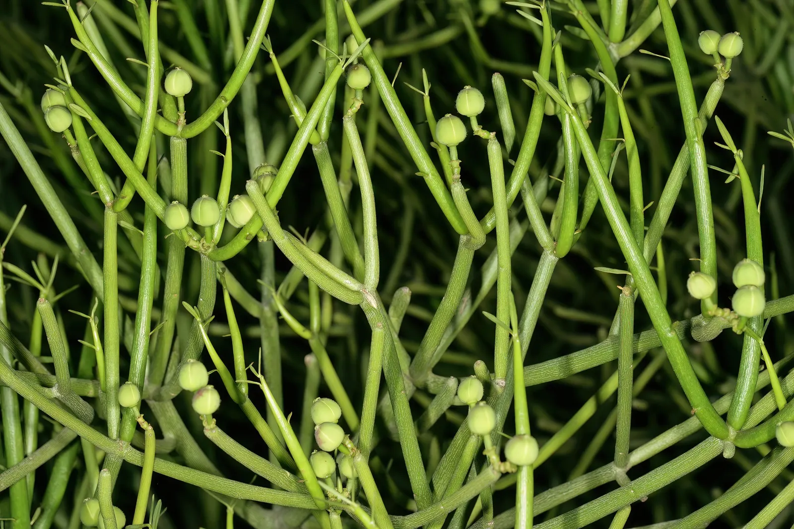 Pencil Tree (Euphorbia Tirucalli) — When handling, caution is advised as its milky sap can be irritating to skin and eyes; architecturally unique element in