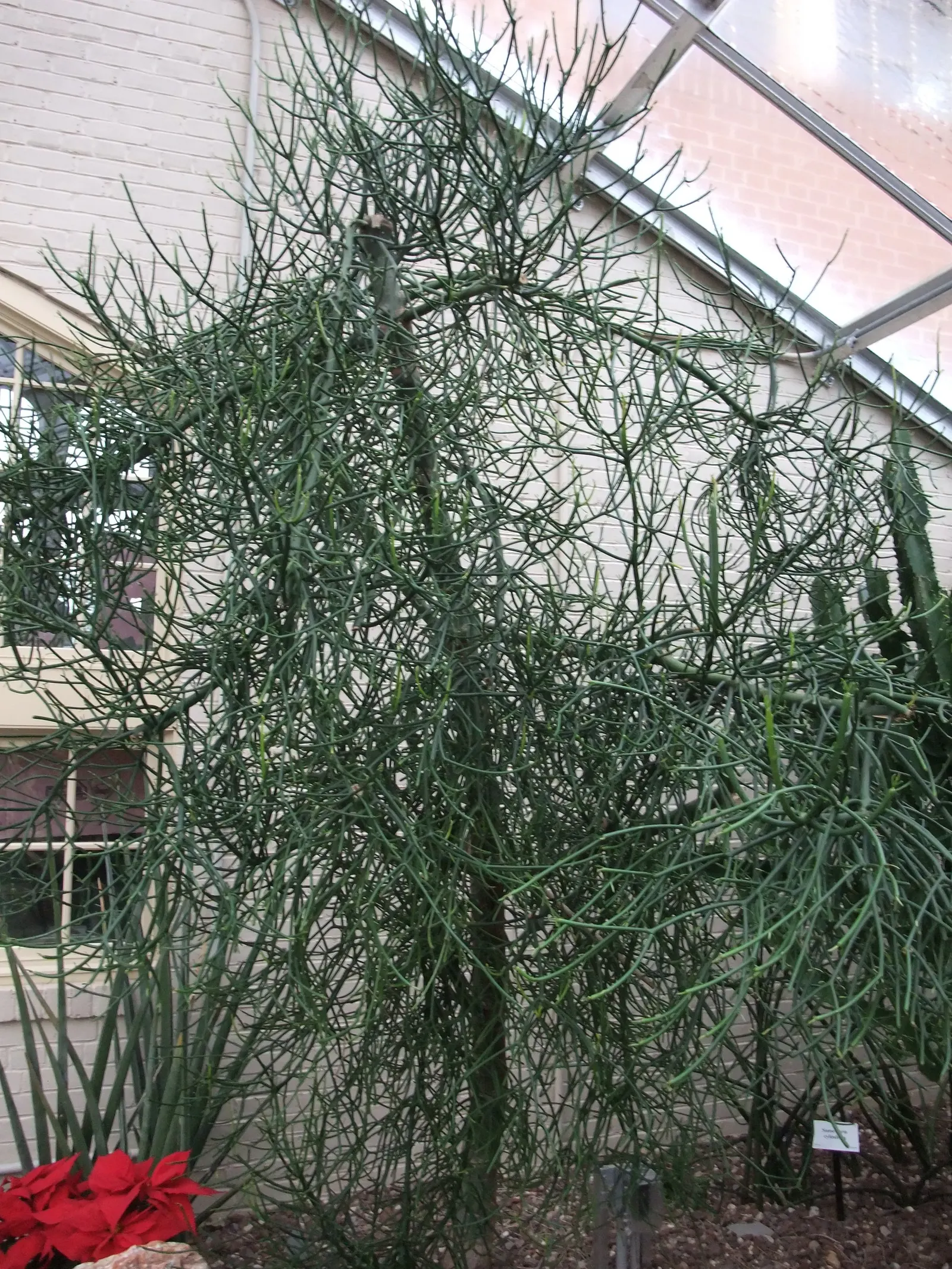 Pencil Tree (Euphorbia Tirucalli) — dry regions as it thrives in USDA Hardiness Zones 9 to 11; this succulent is characterized by its smooth, image 66