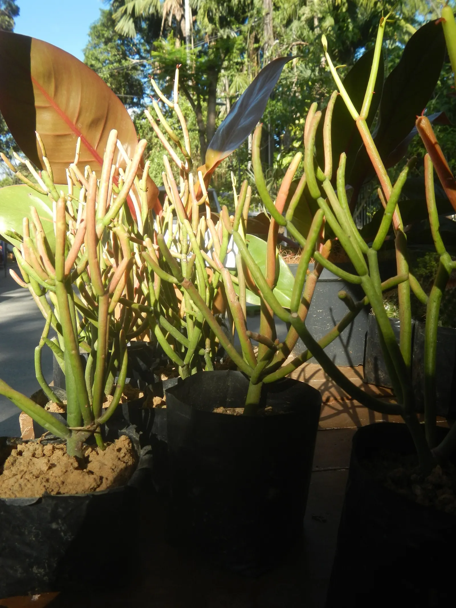 Pencil Tree (Euphorbia Tirucalli) — Its slender, green cylindrical branches resemble pencils, thus its name; it's crucial to recognize the, image 56