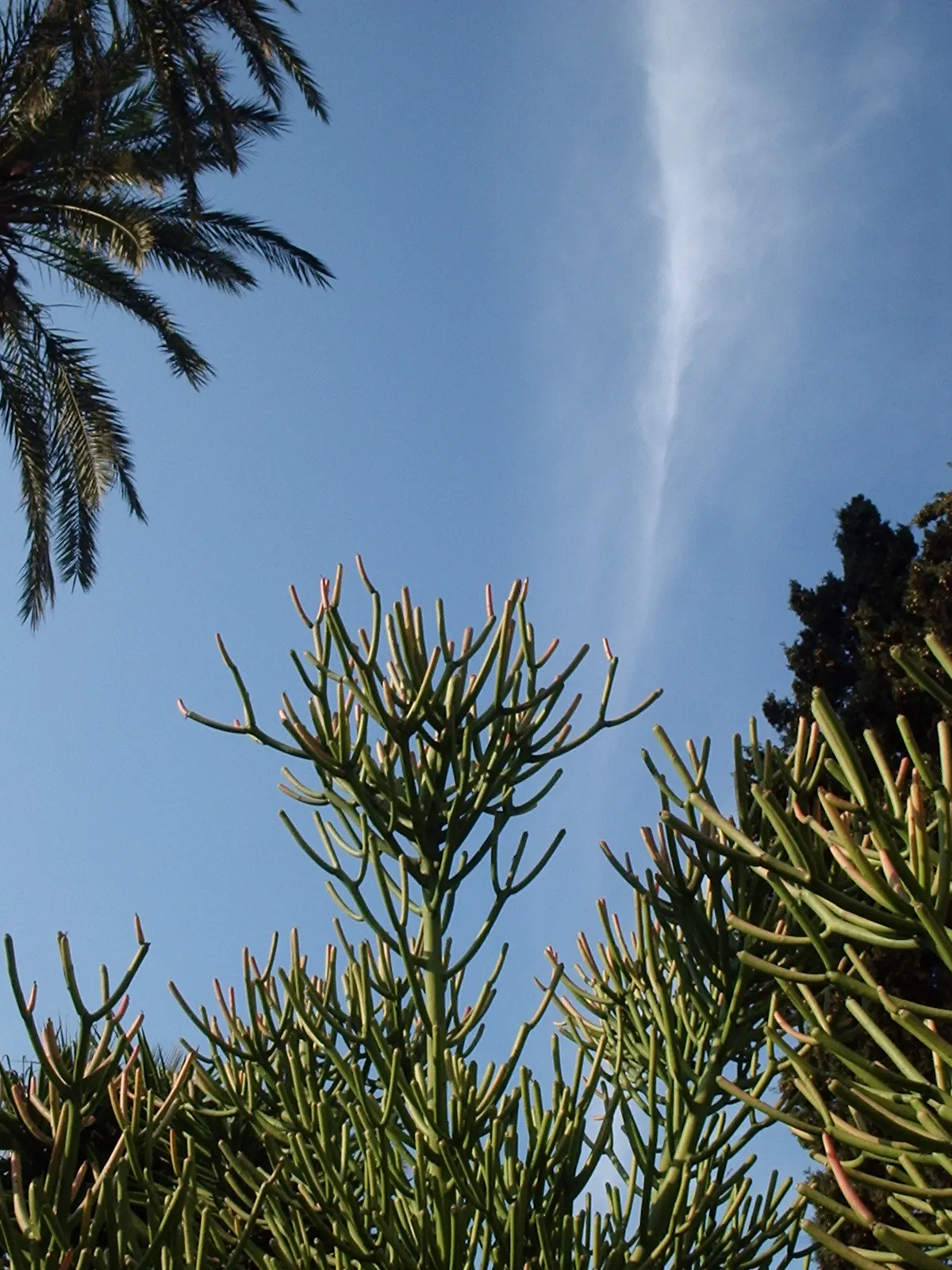 Pencil Tree (Euphorbia Tirucalli) — offering flexibility within your design scheme; native to semi-arid tropical climates, image 53